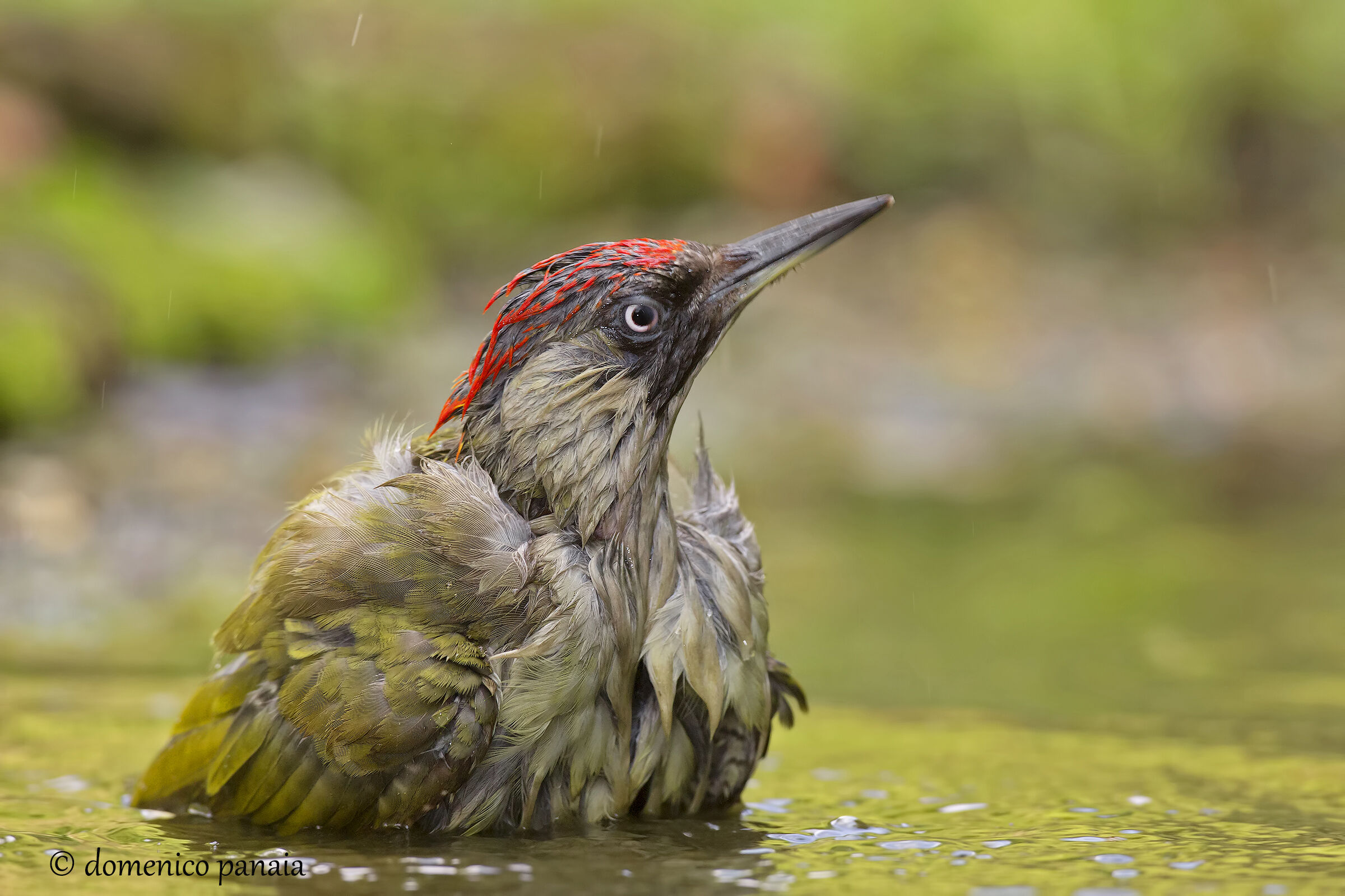 how beautiful the green woodpecker is...