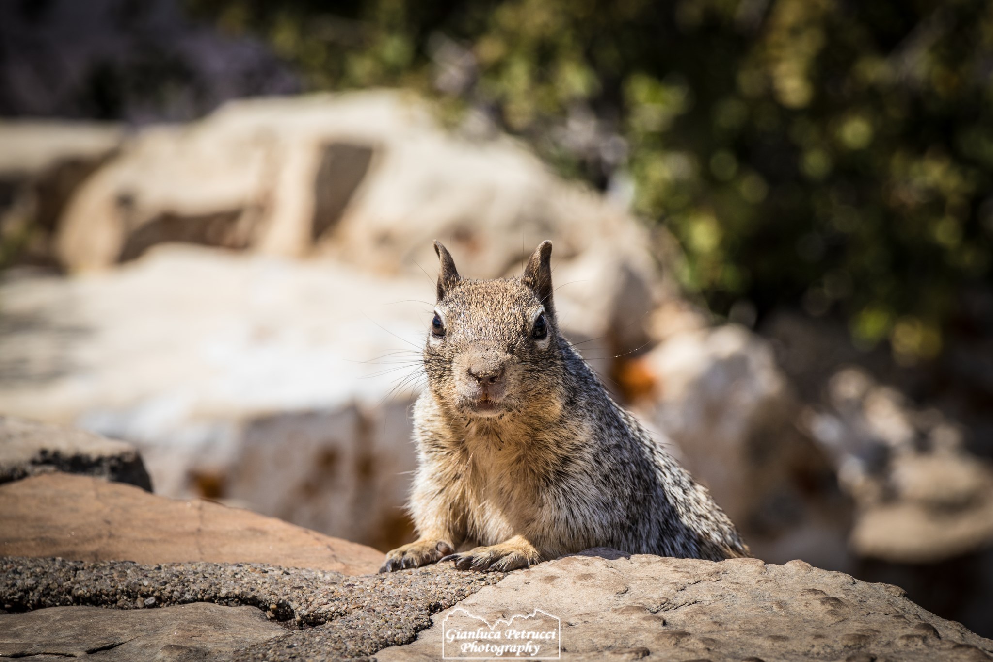 Squirrel at Grand Canyon National Park...