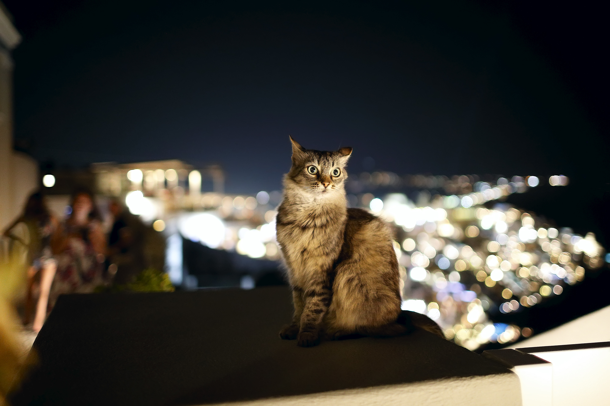 Oia Santorini's cat...