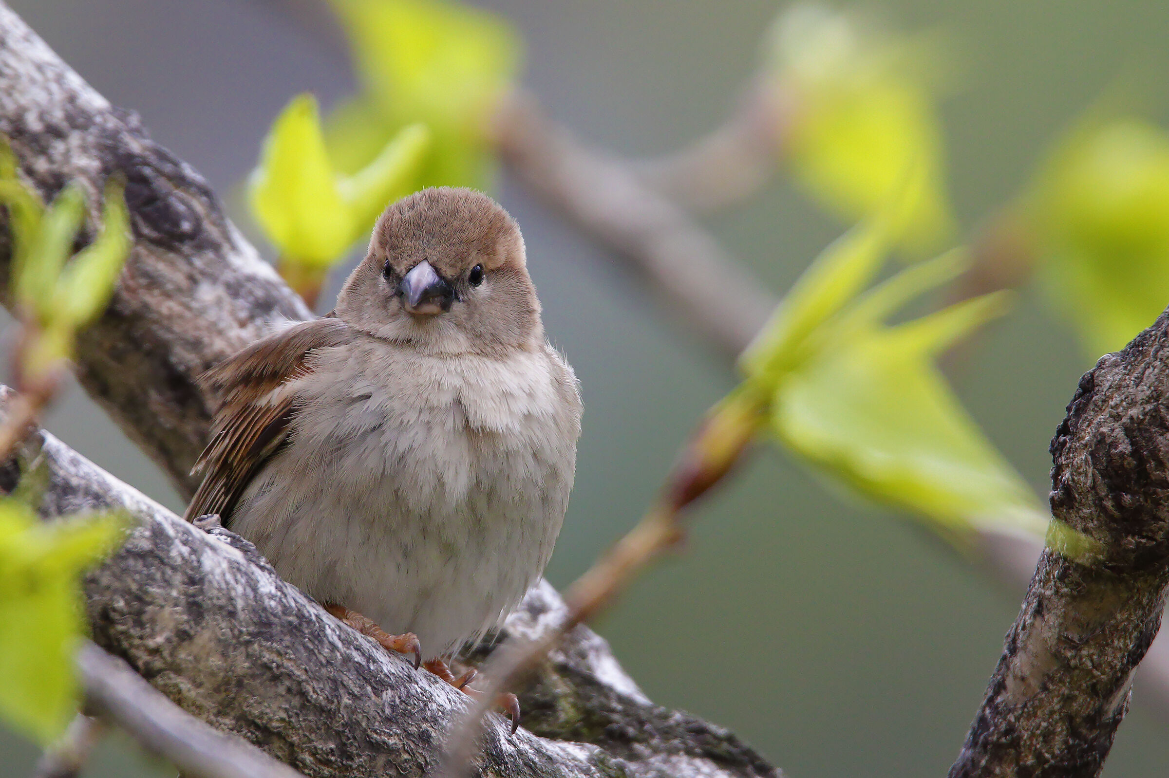 a simple sparrow...