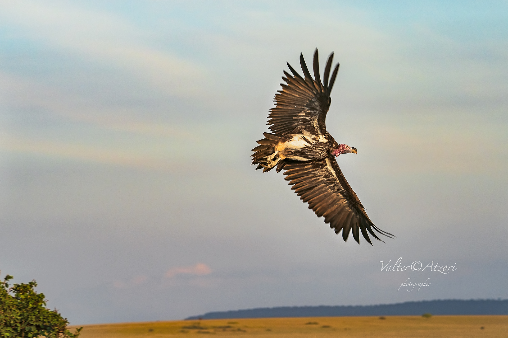The Vulture's Flight...