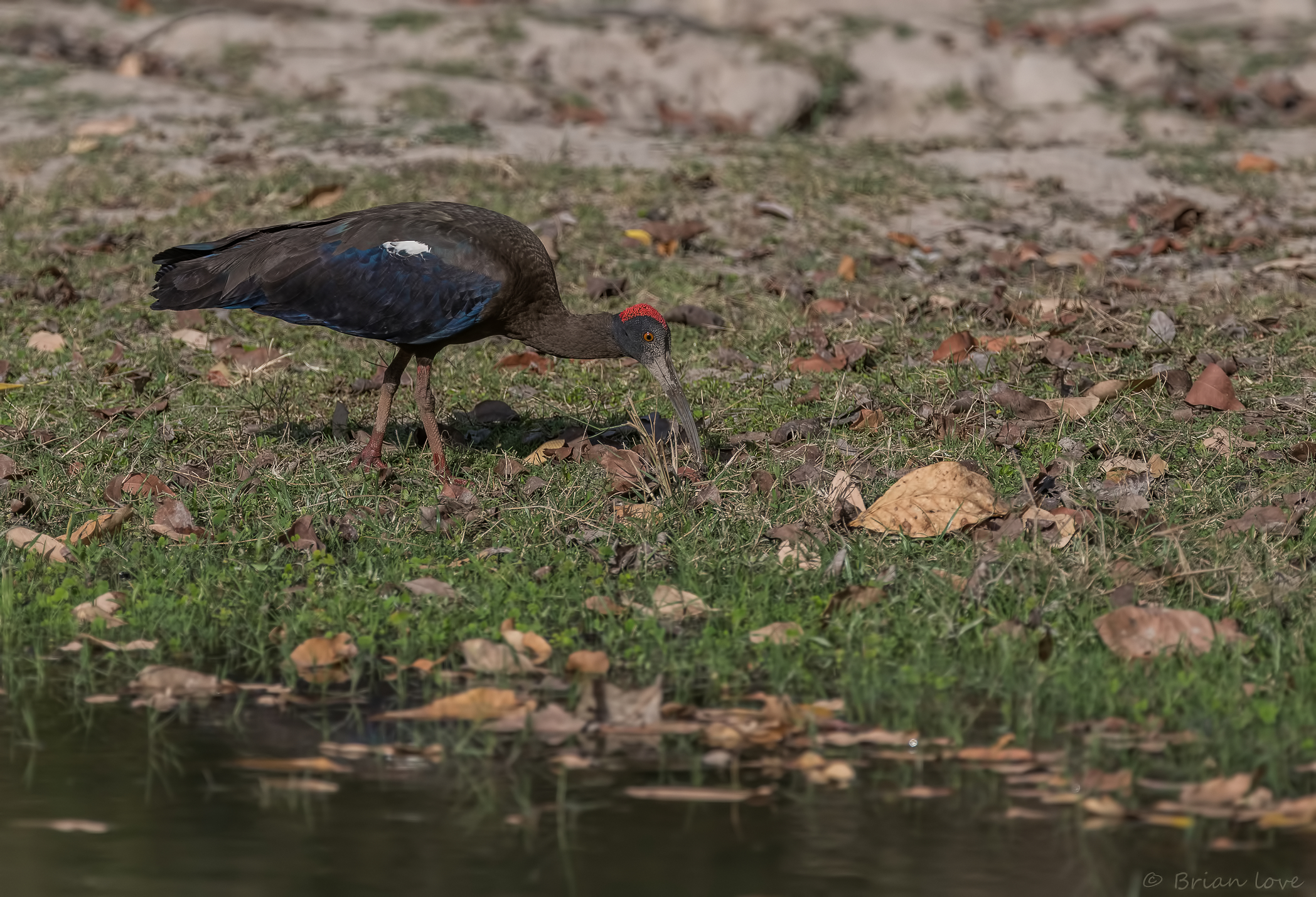 Red-naped ibis (Pseudibis papillosa)...