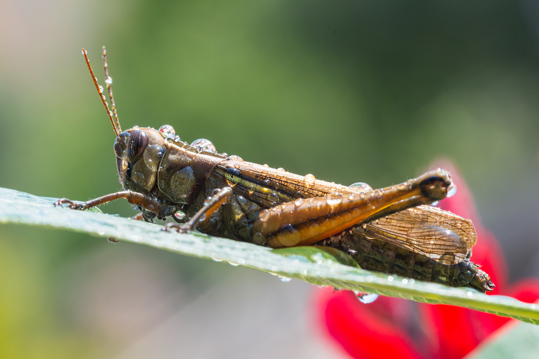 grasshopper after the summer rain...