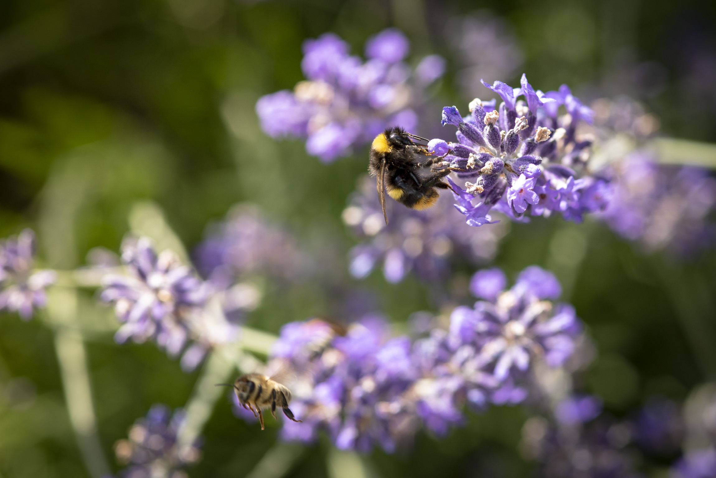 Bees on lavender...
