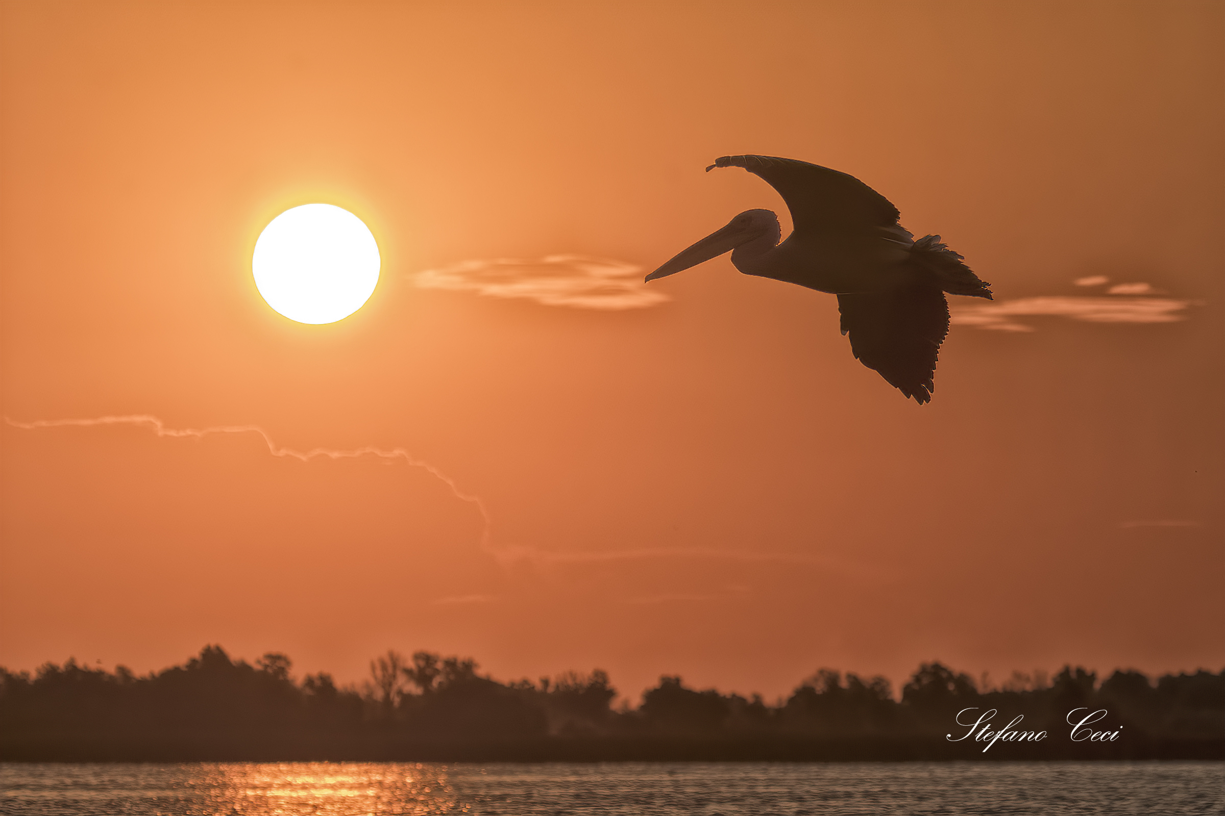 White Pelican at dawn...