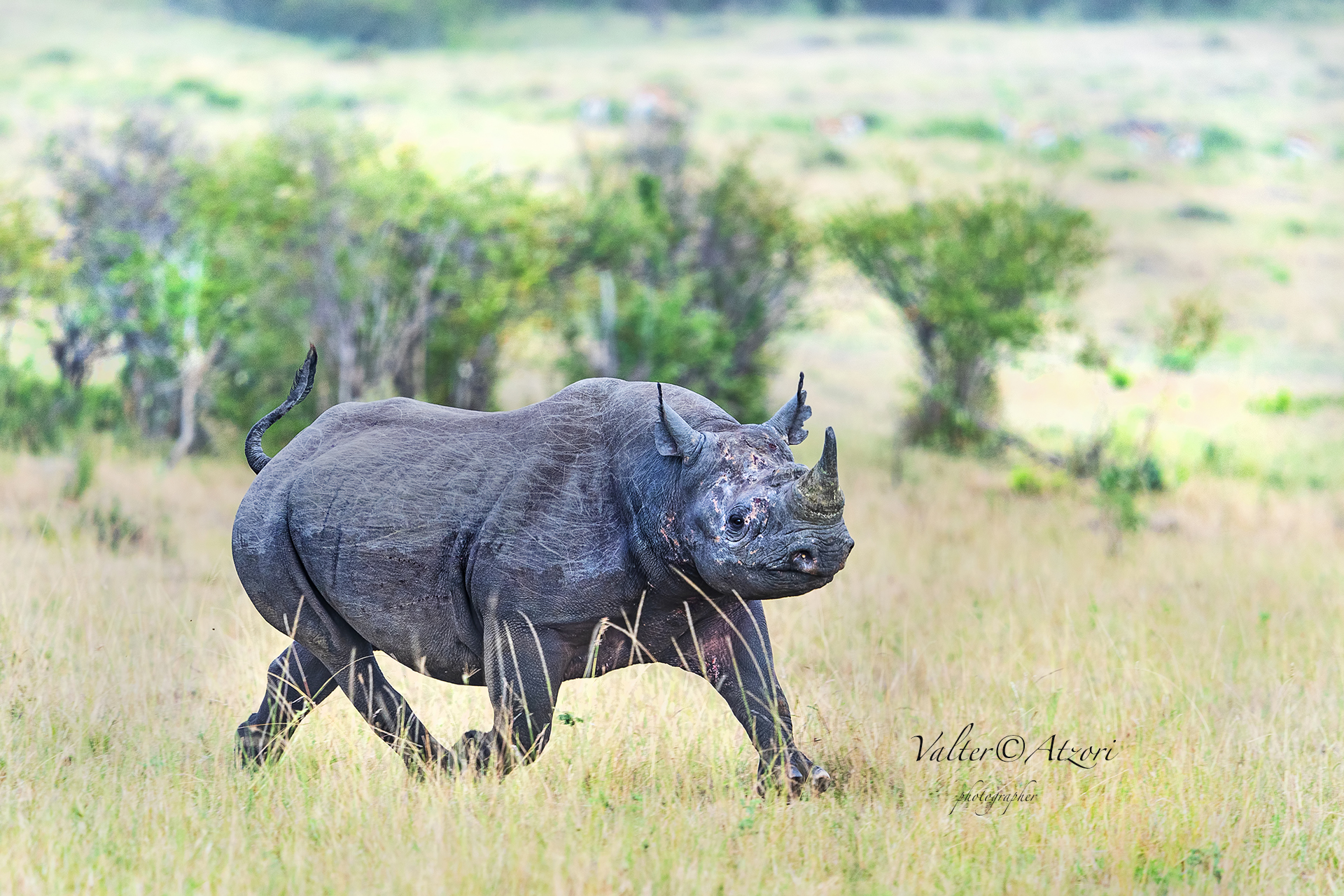 Black rhinoceros...