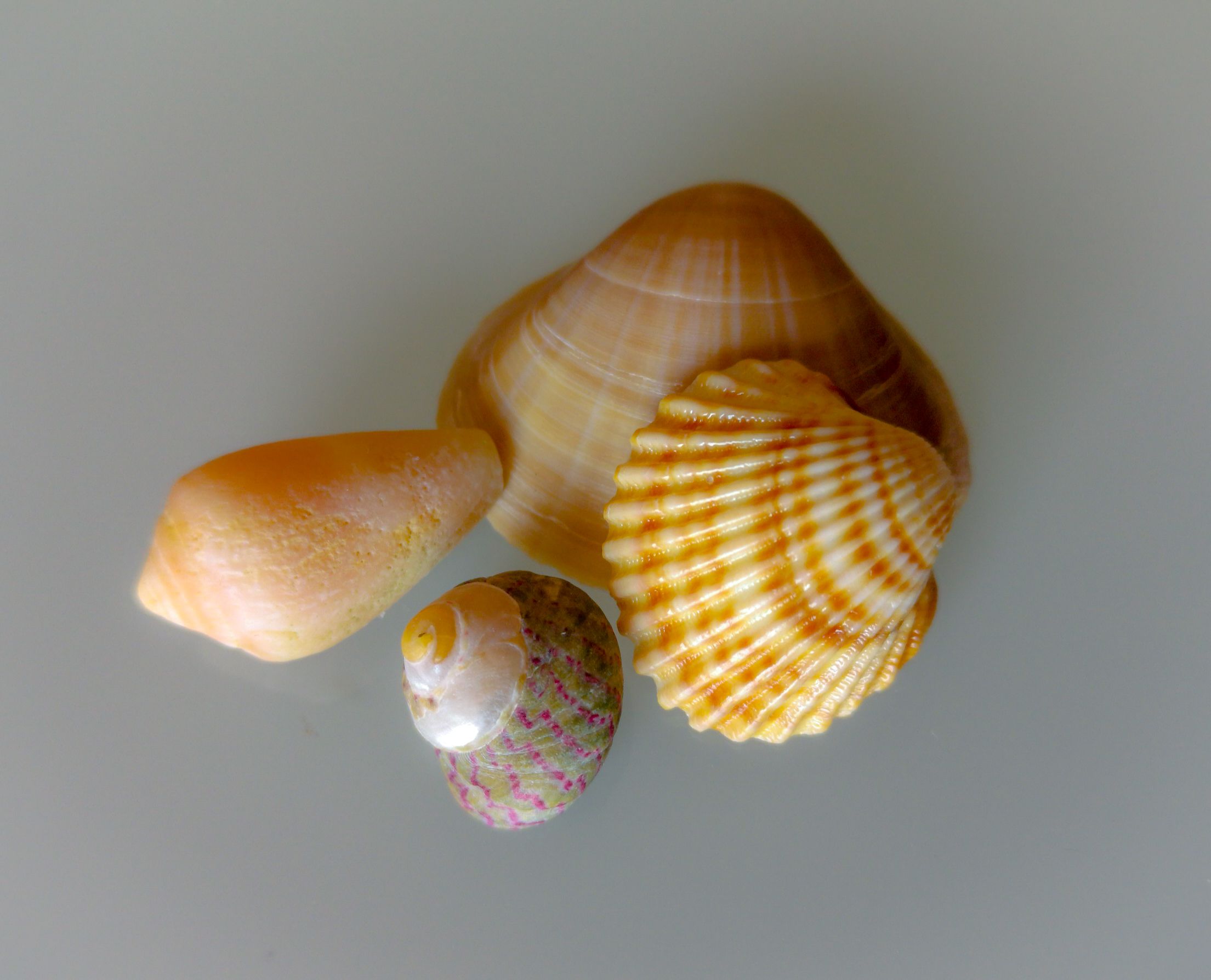 Shells ...