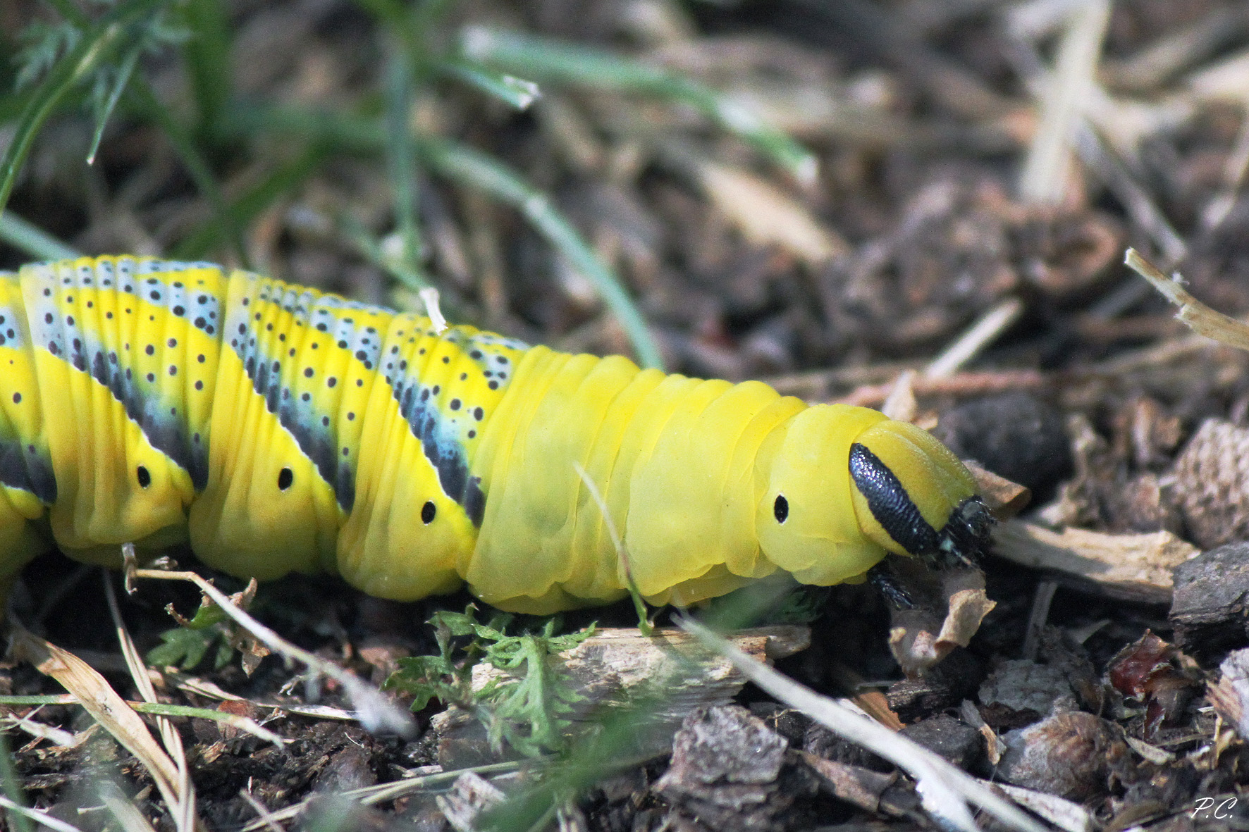 sphinx caterpillar...