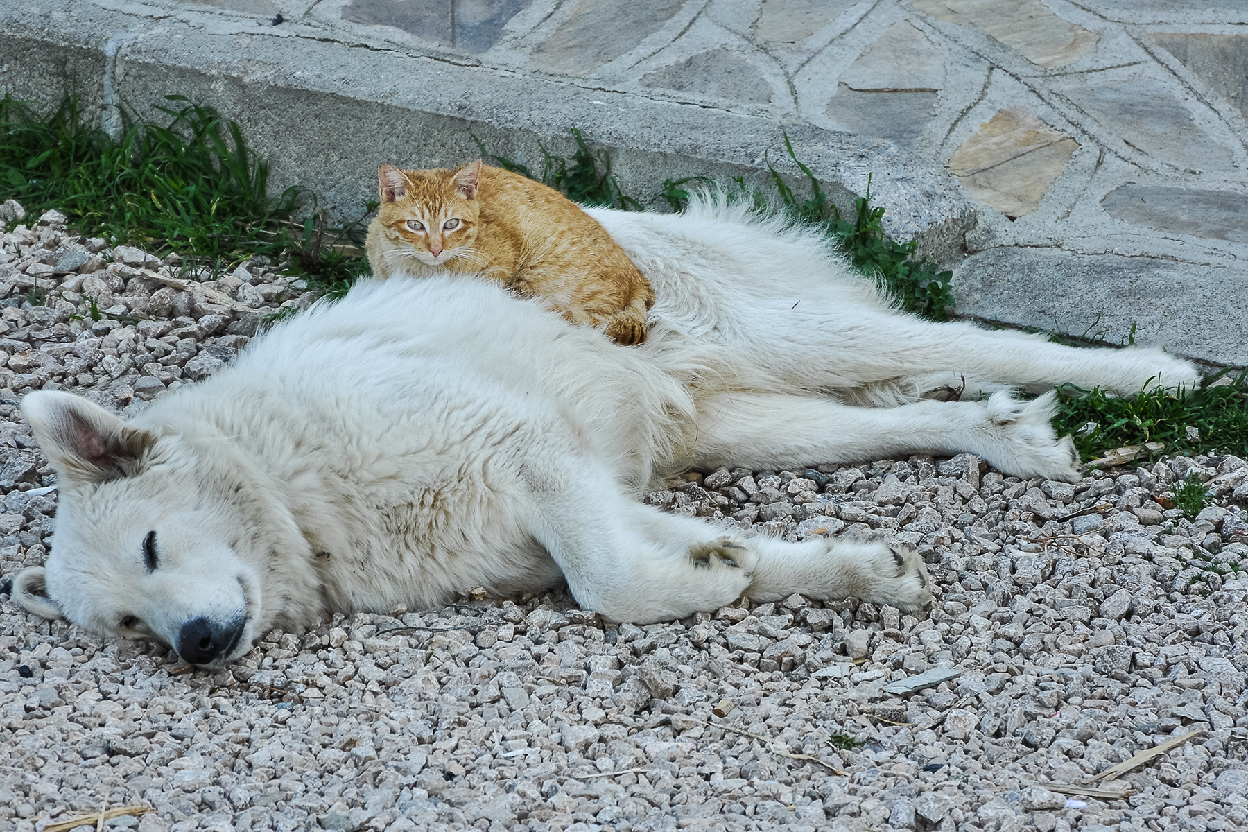 Cane e Gatto: Il cuscino più comodo al mondo...