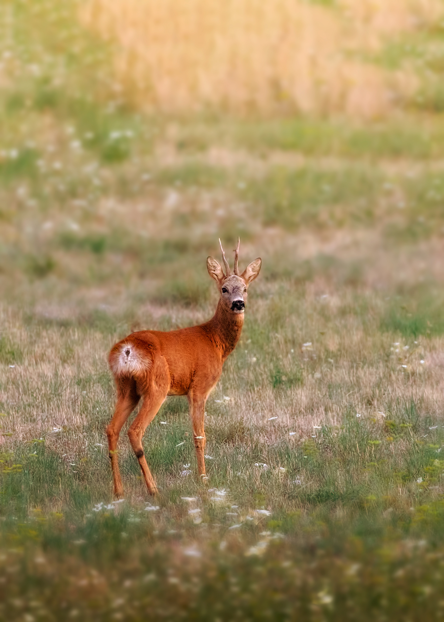 Roe deer at dawn...