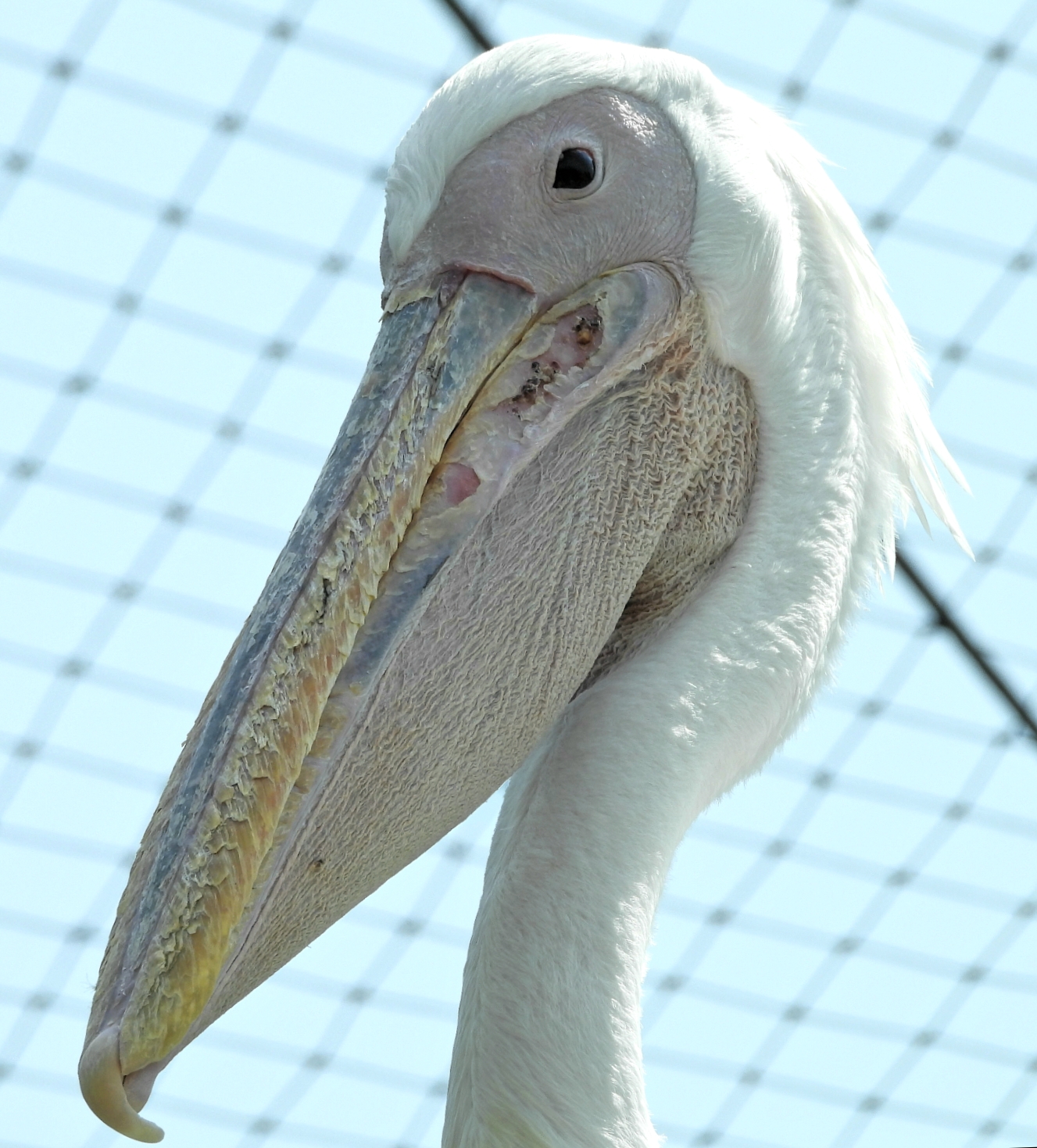 Pelican...