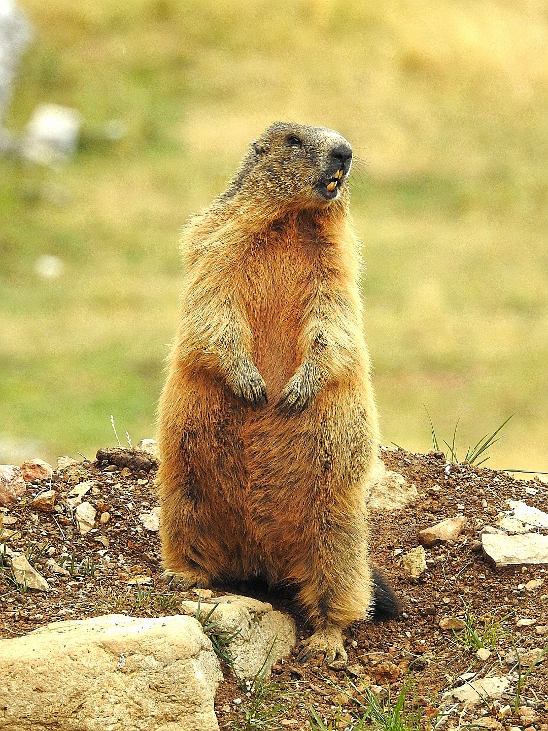 Sentinel Marmot...