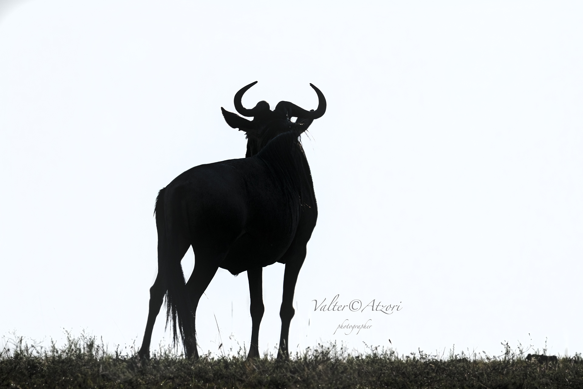 Silhouette of the wildebeest...