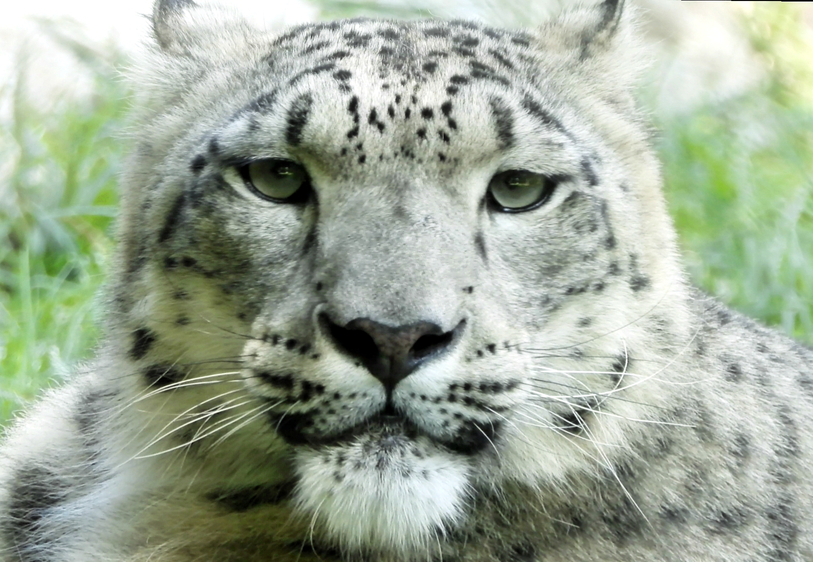 Ritratto di Leopardo delle Nevi...