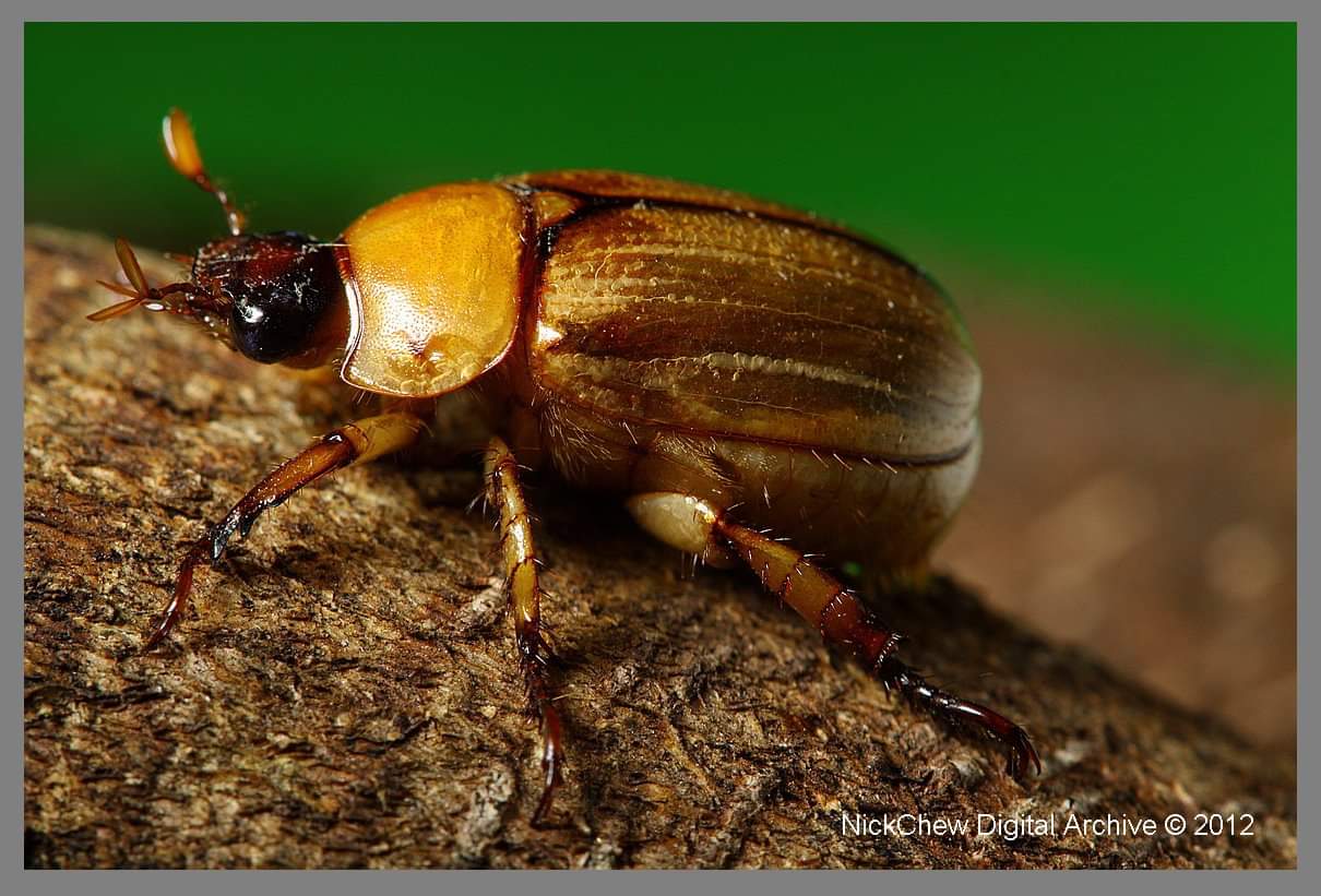 Brown Beetle...