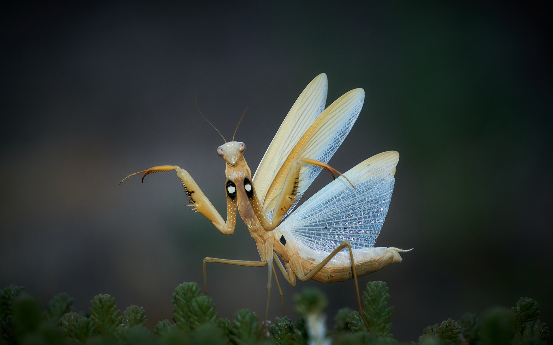 Ready to fight - mantis 0.09.19...