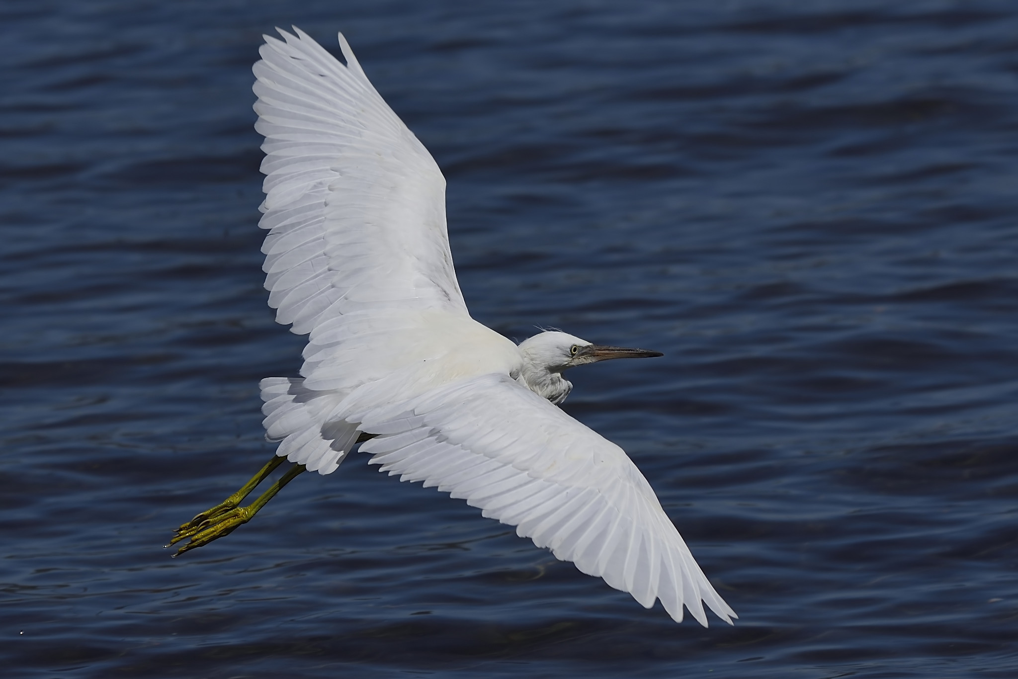 egrets in flight...