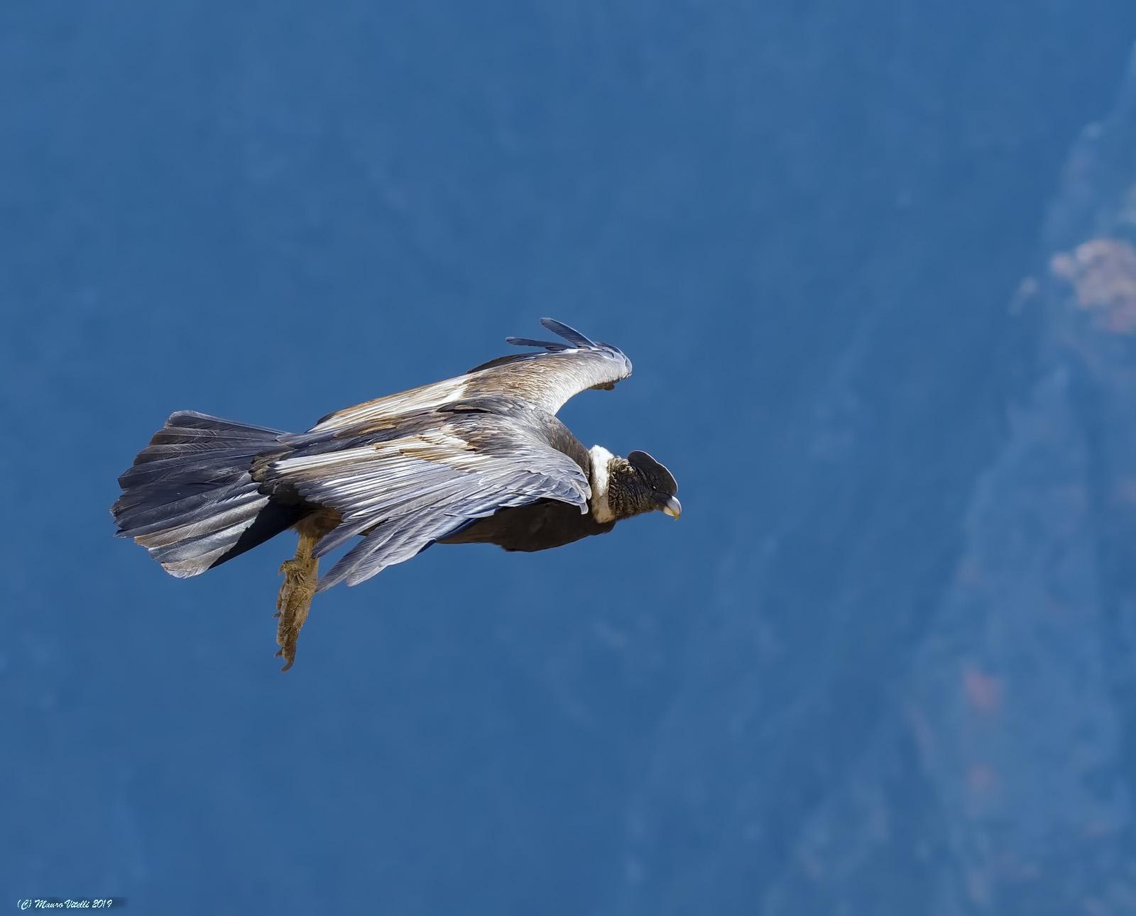 Andean Condor (Vultur gryphus)...