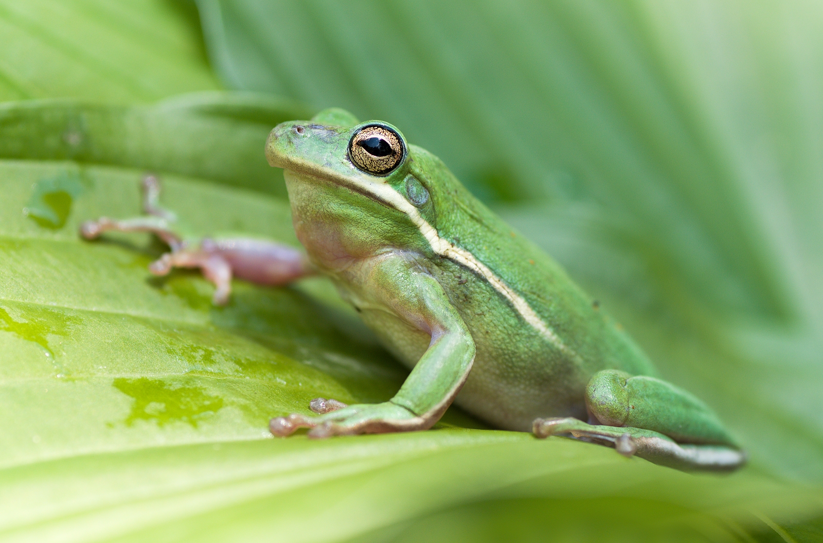 green Frog...