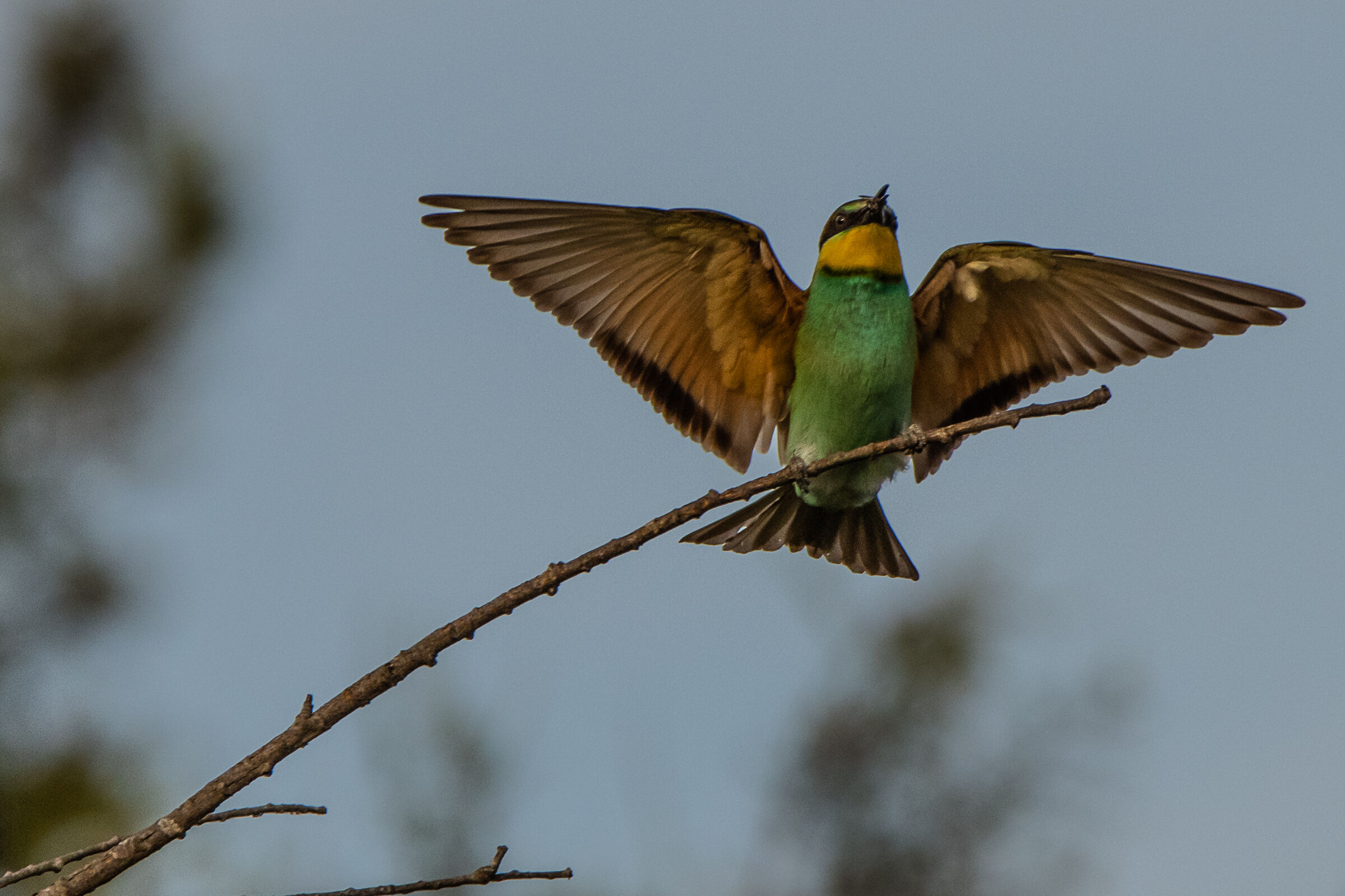 Gruccione (Merops apiaster)...