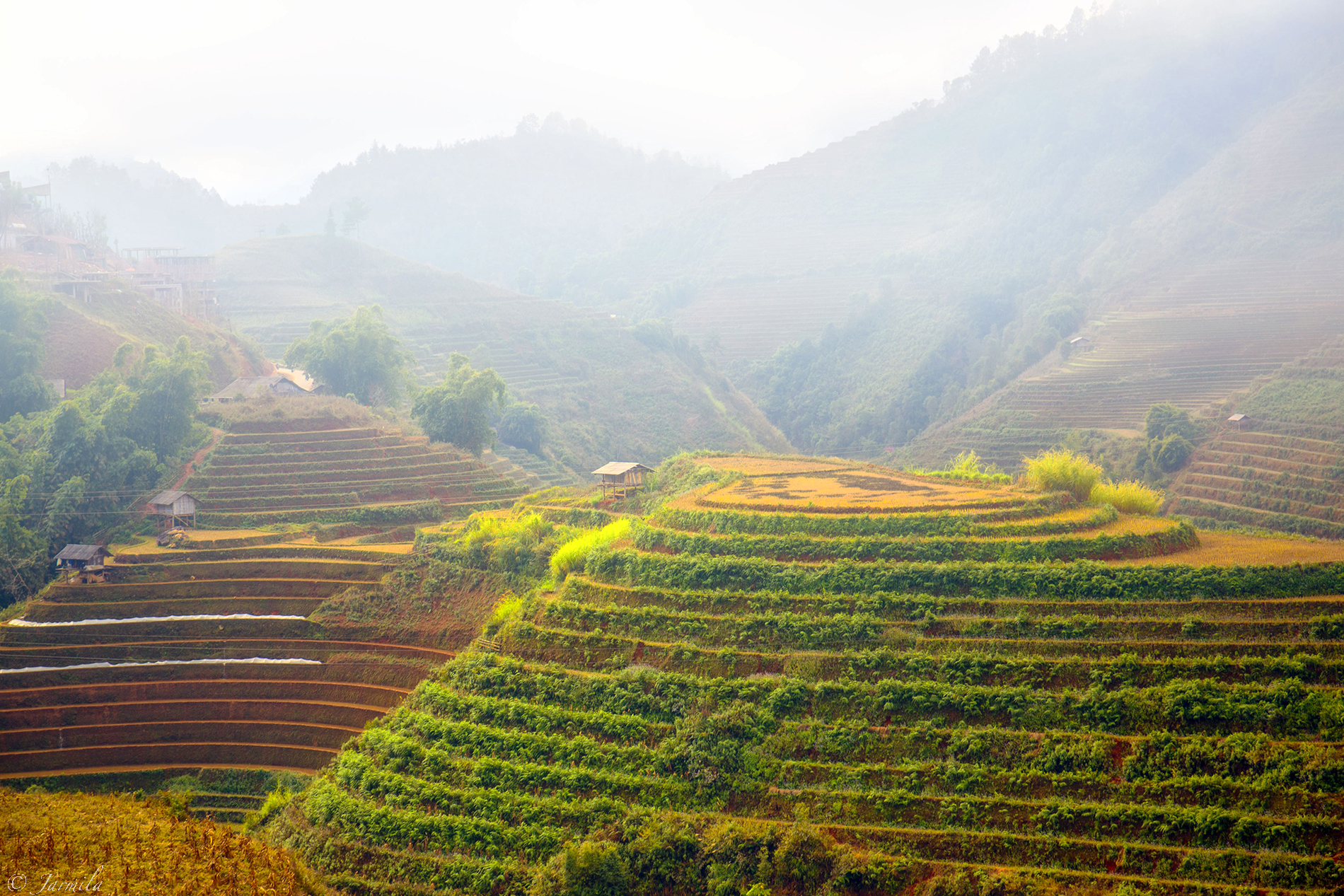Mu Cang Chai's rice paddies wrapped in mist...