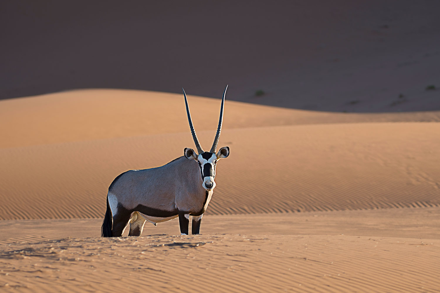 Oryx in the Namib Desert...