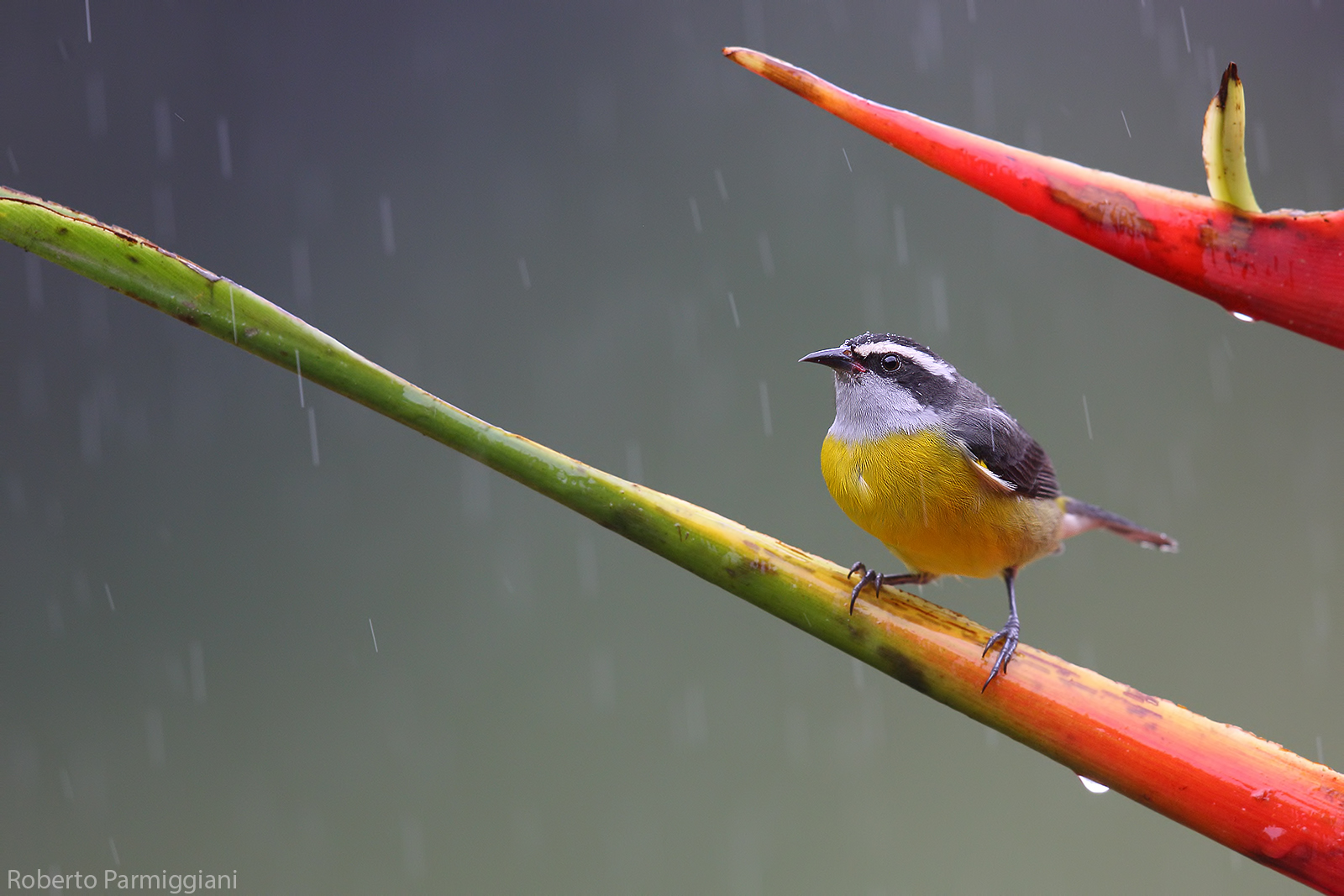 Bananaquit and downpour...