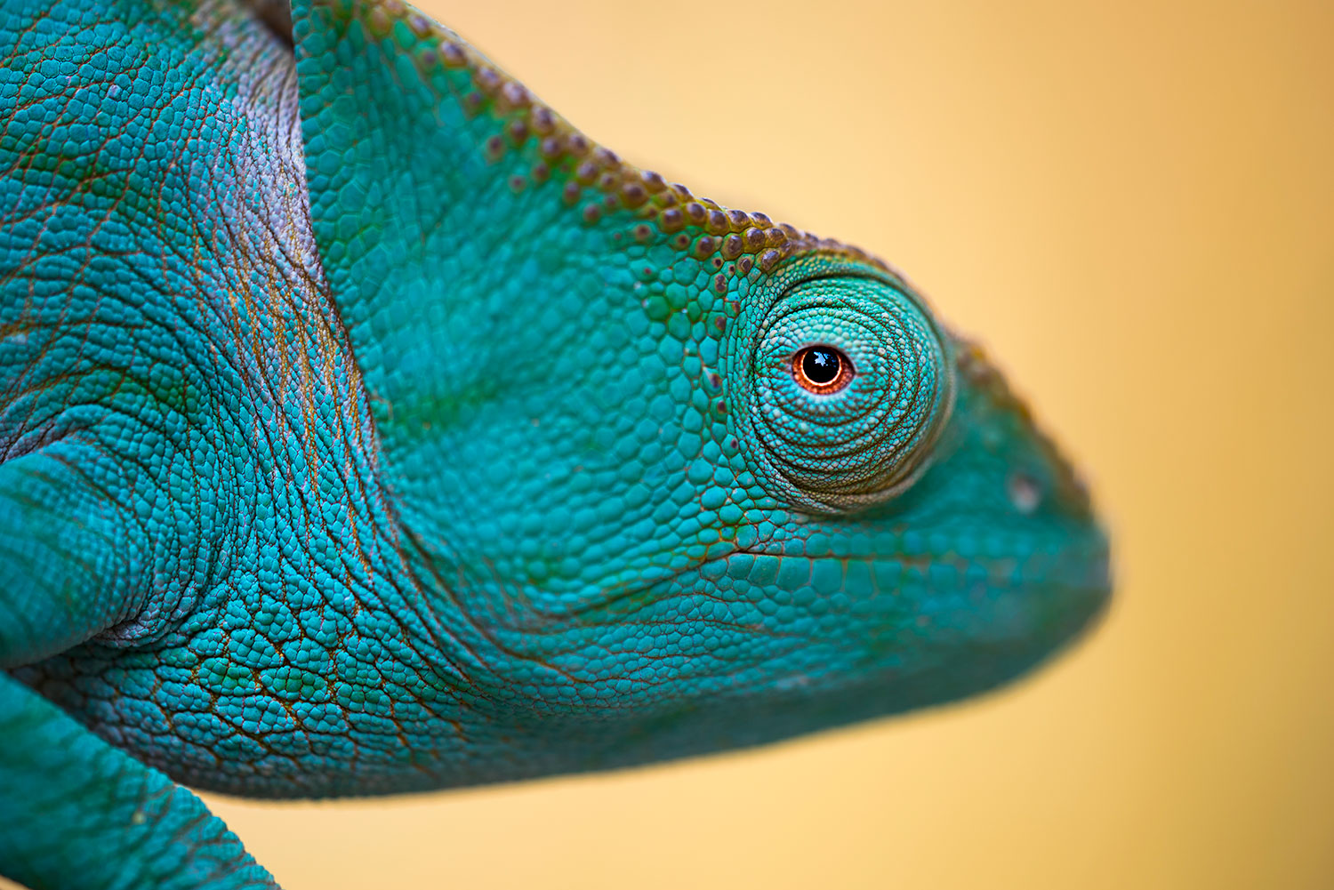 portrait of chameleon parson...