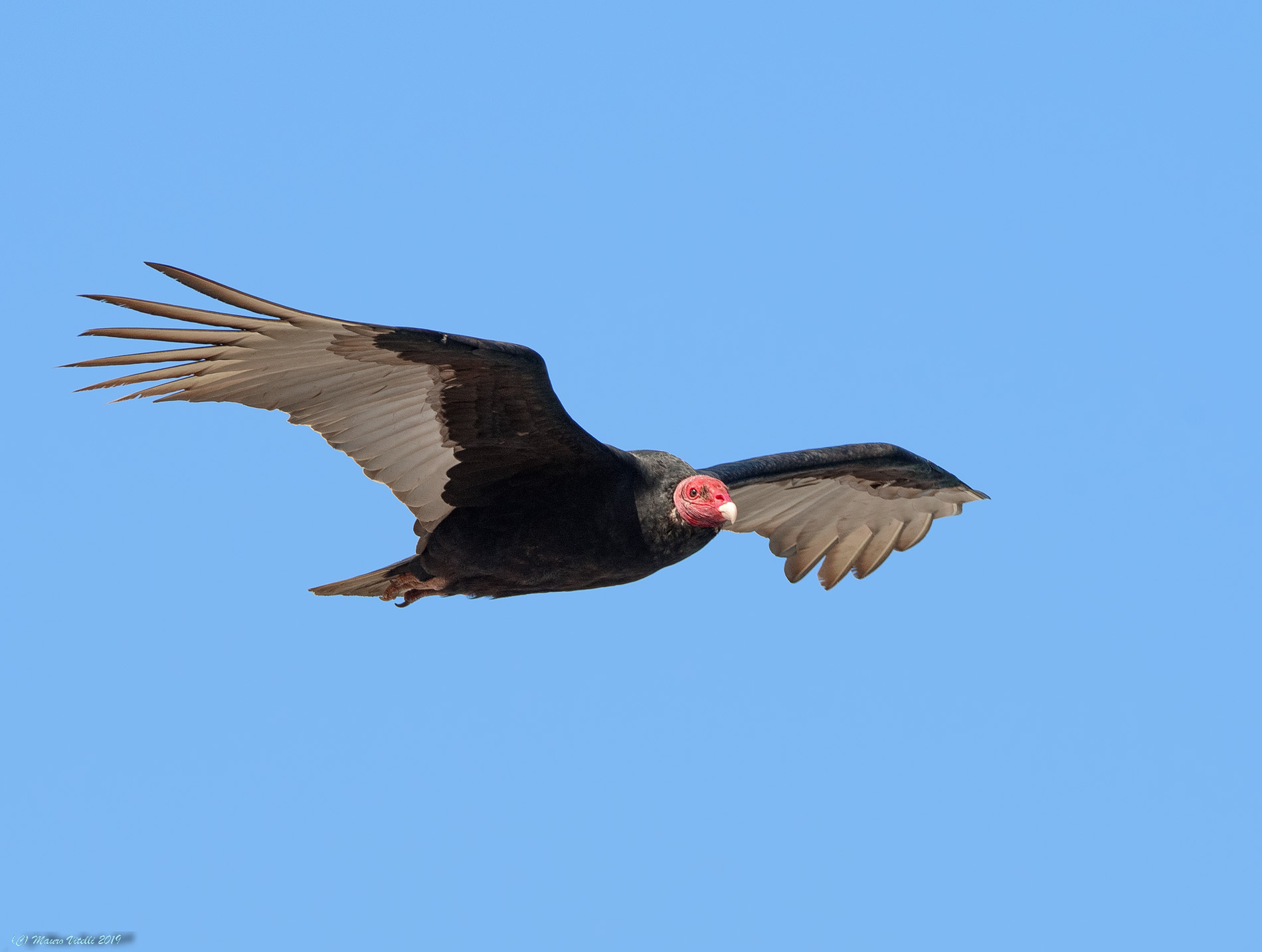 Turkey Vulture (Cathartes aura) Paracas (Perù)...