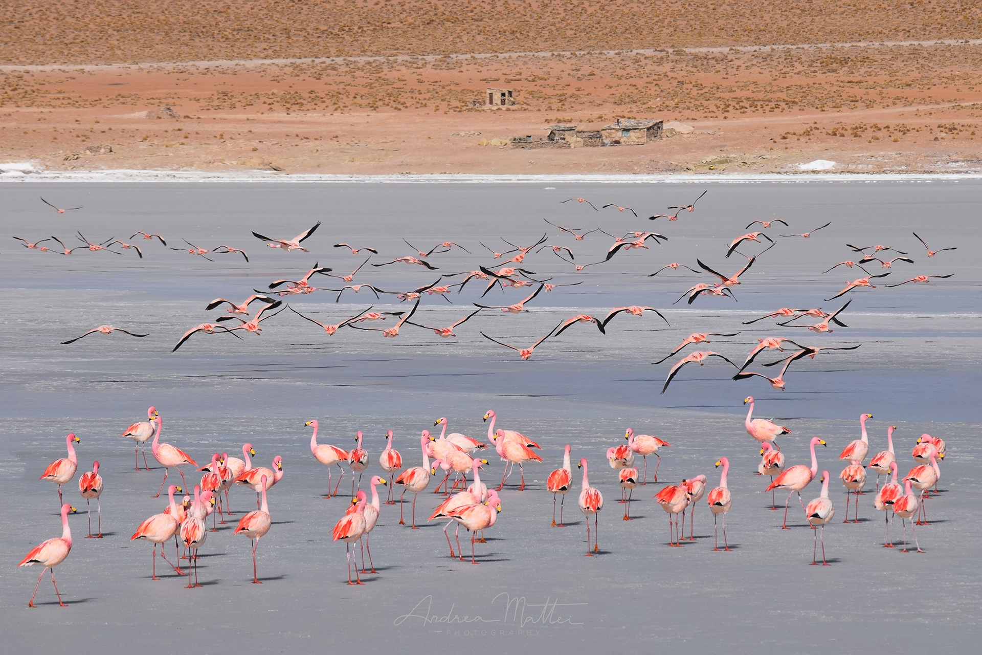 The pink flamingos of the Heavenly Lagoon...