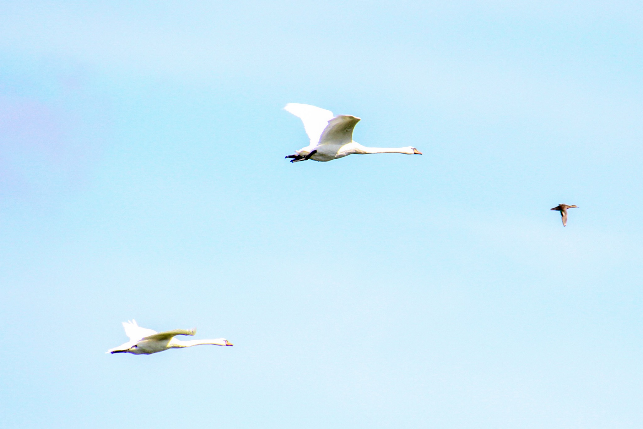 Coppia di cigni in volo sul lago di Fogliano...