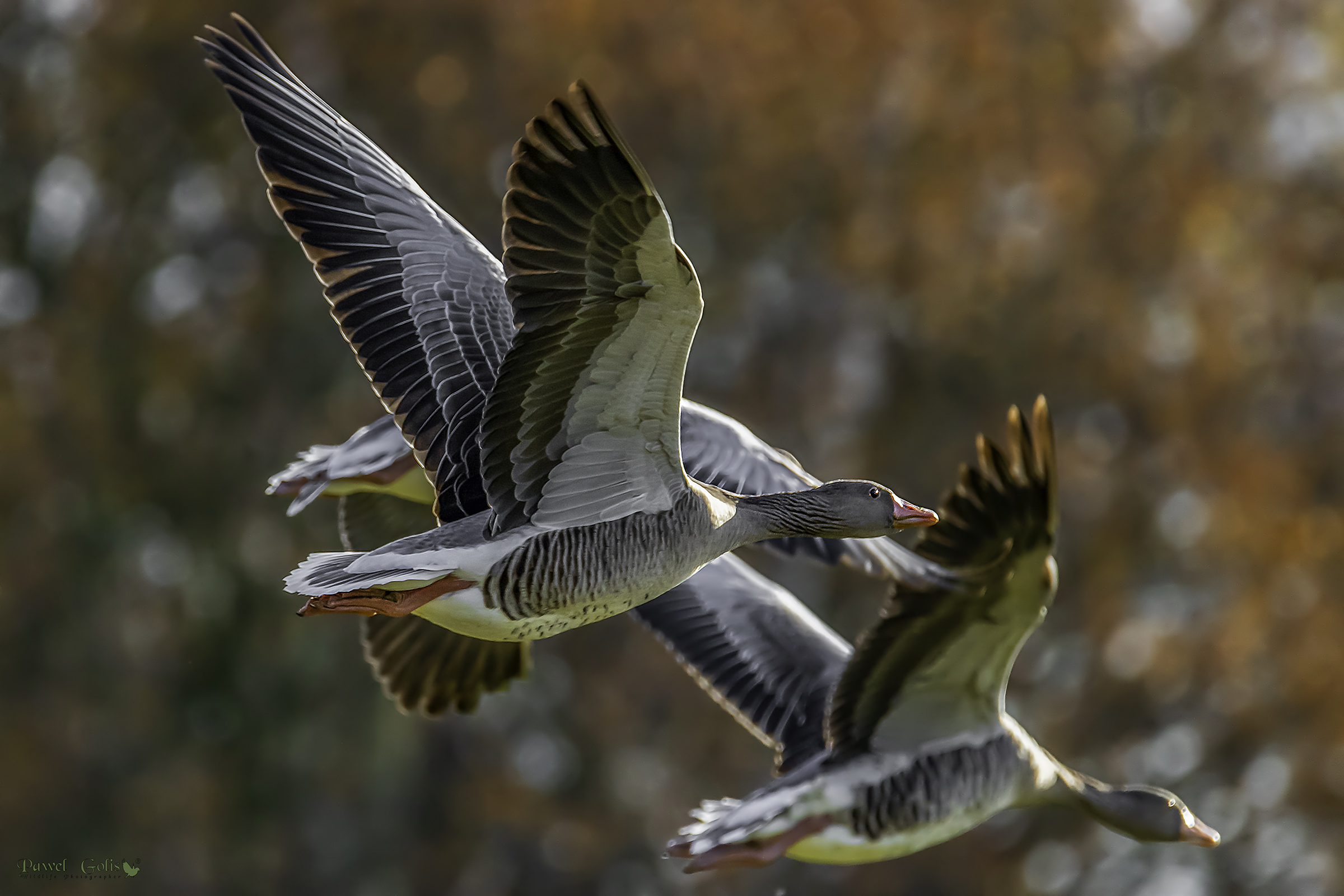 Greylag goose (Anser anser) in Fly...
