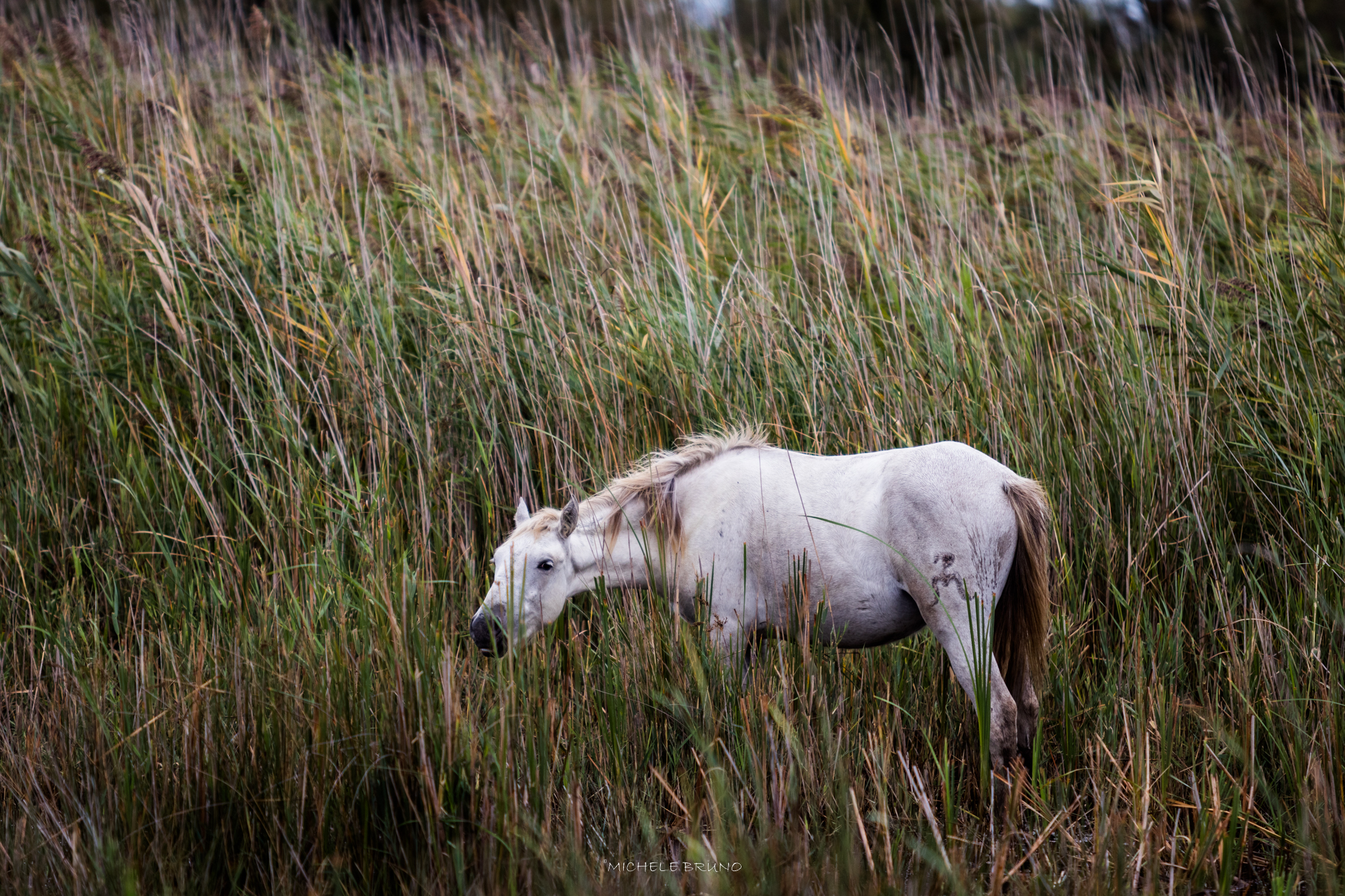 Freedom in Camargue 2...