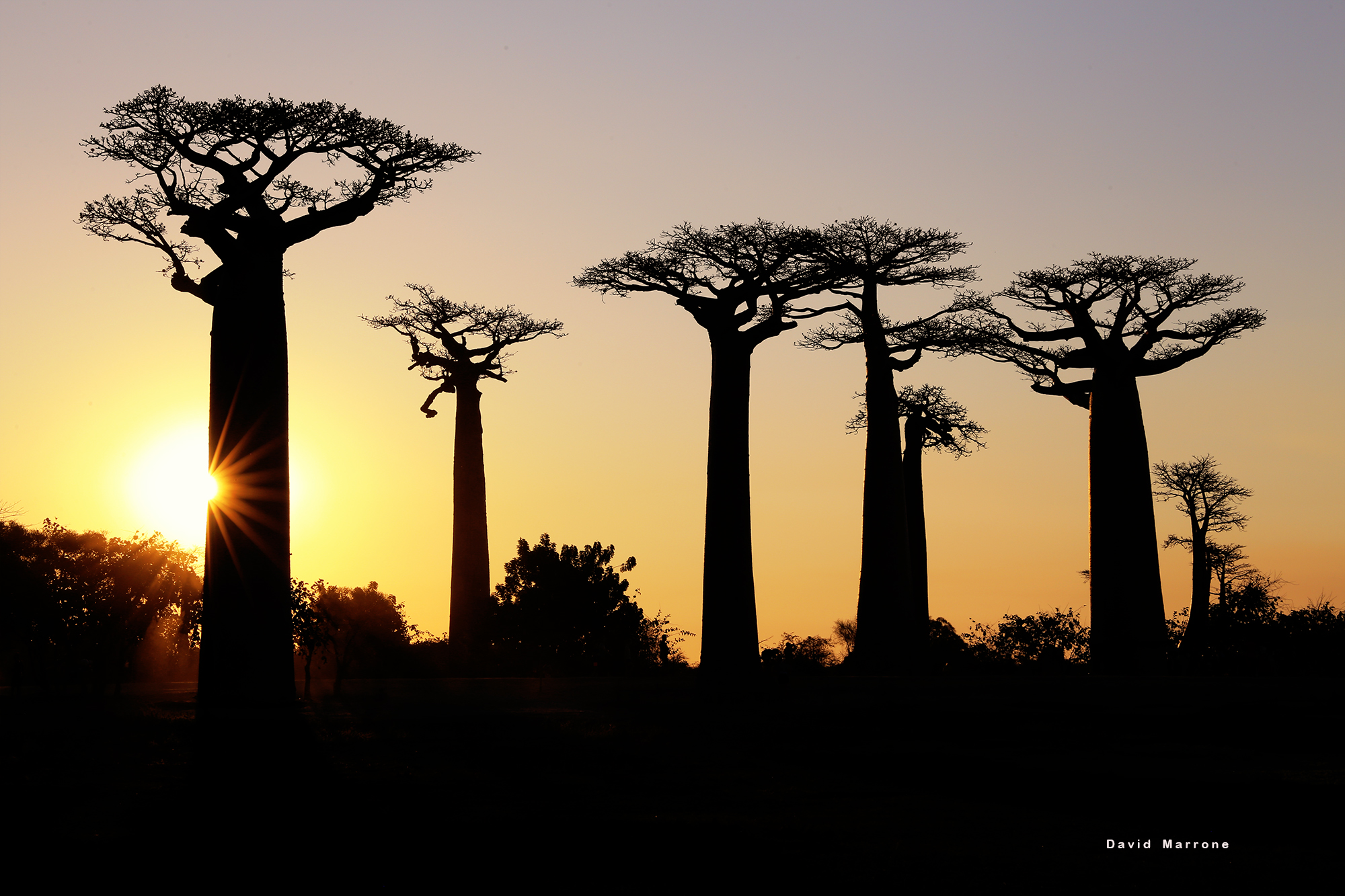 Via dei Baobab...