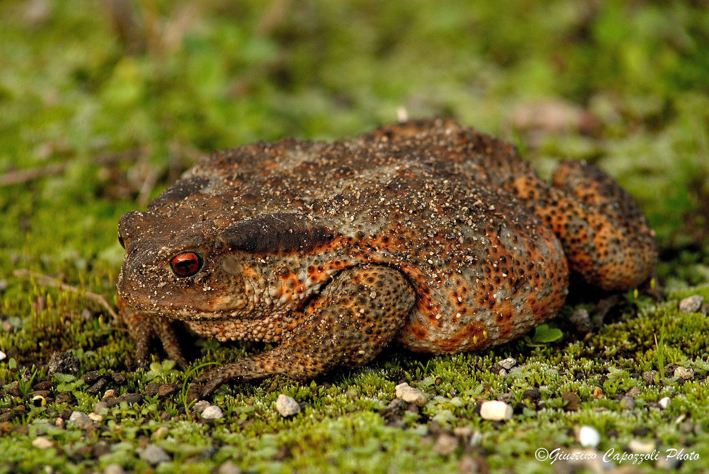 Common Toad...