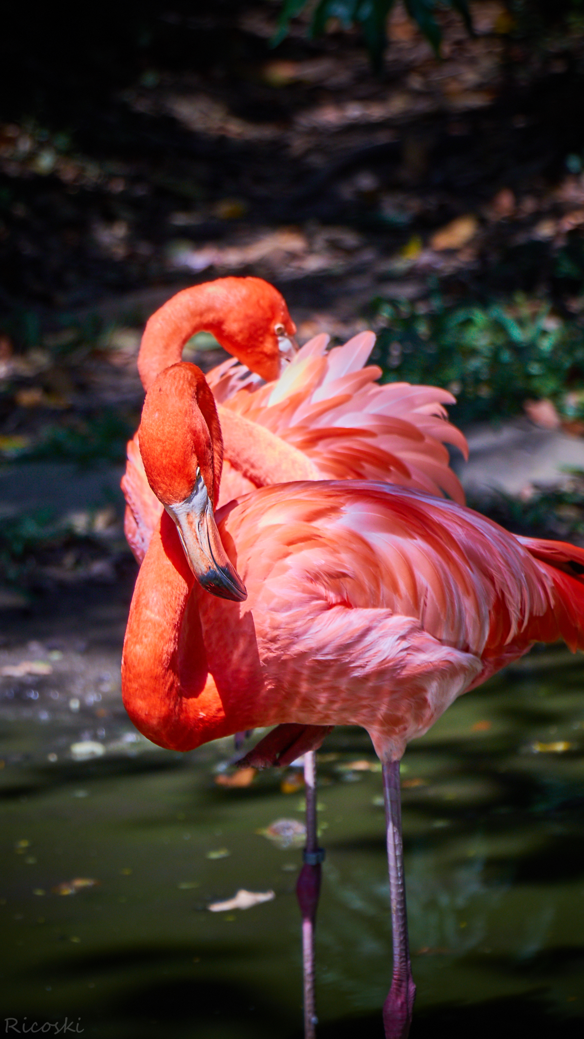 Flamingo de Celestun...