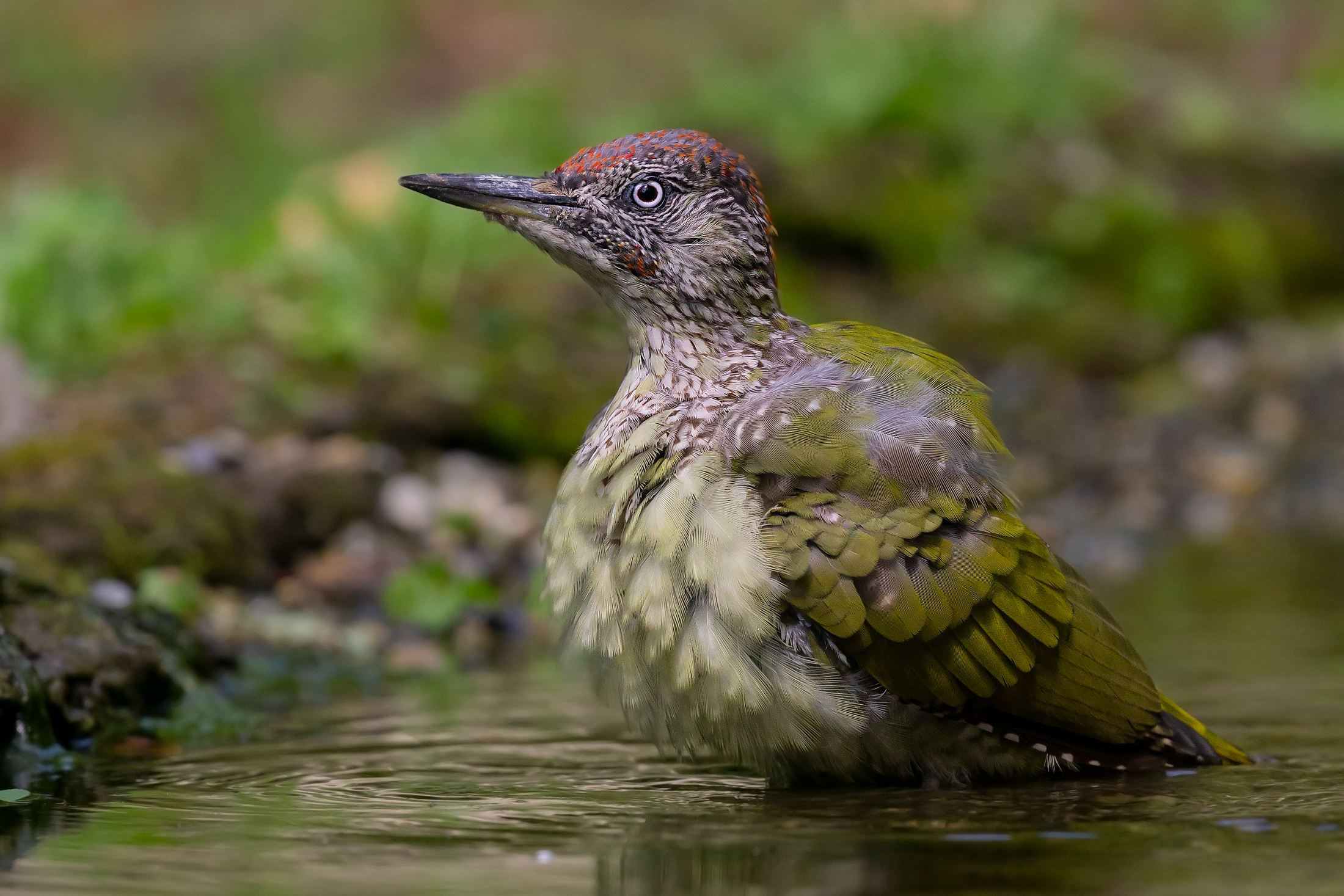 Young green woodpecker...