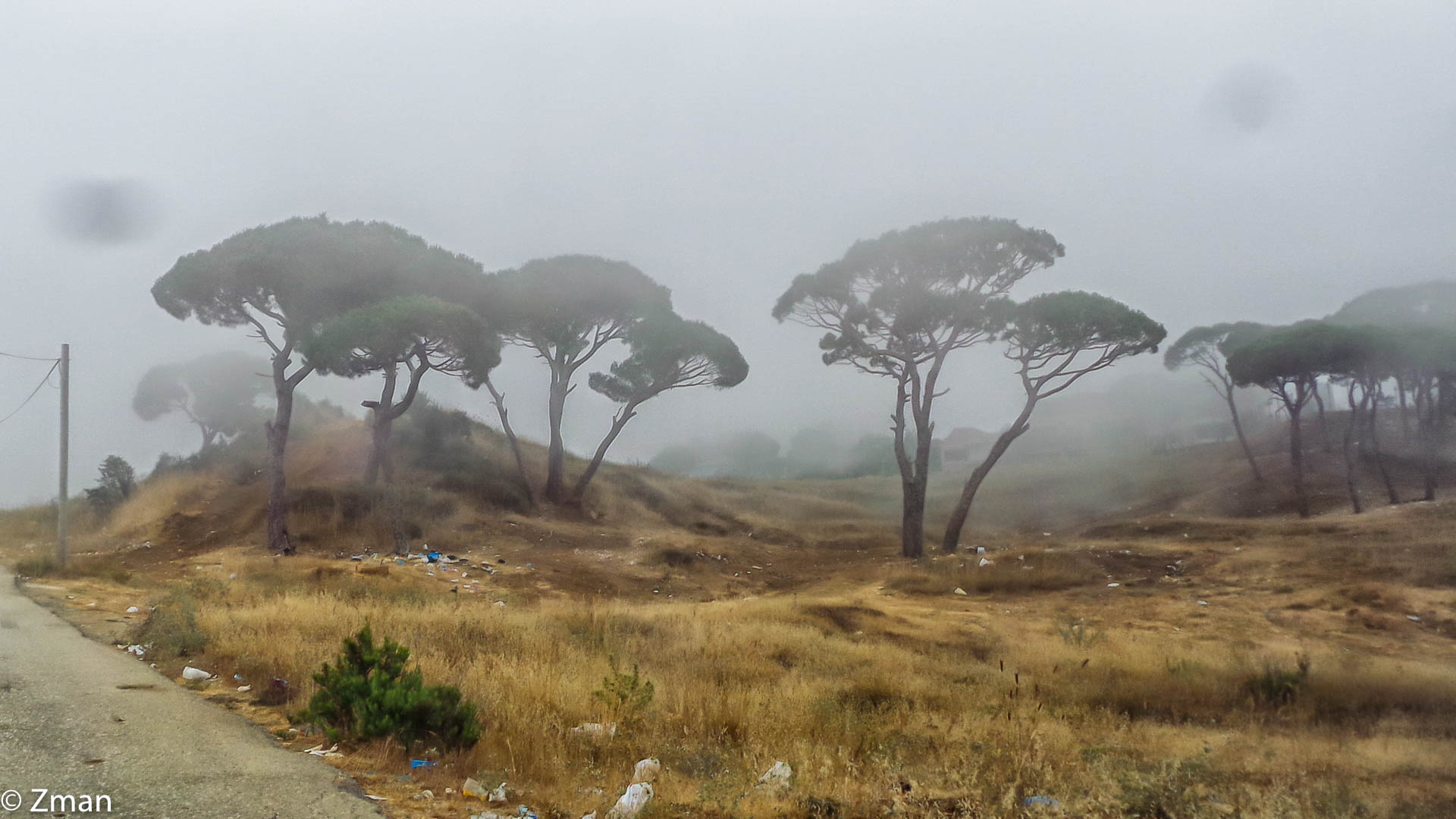 Pine trees of Saofar...