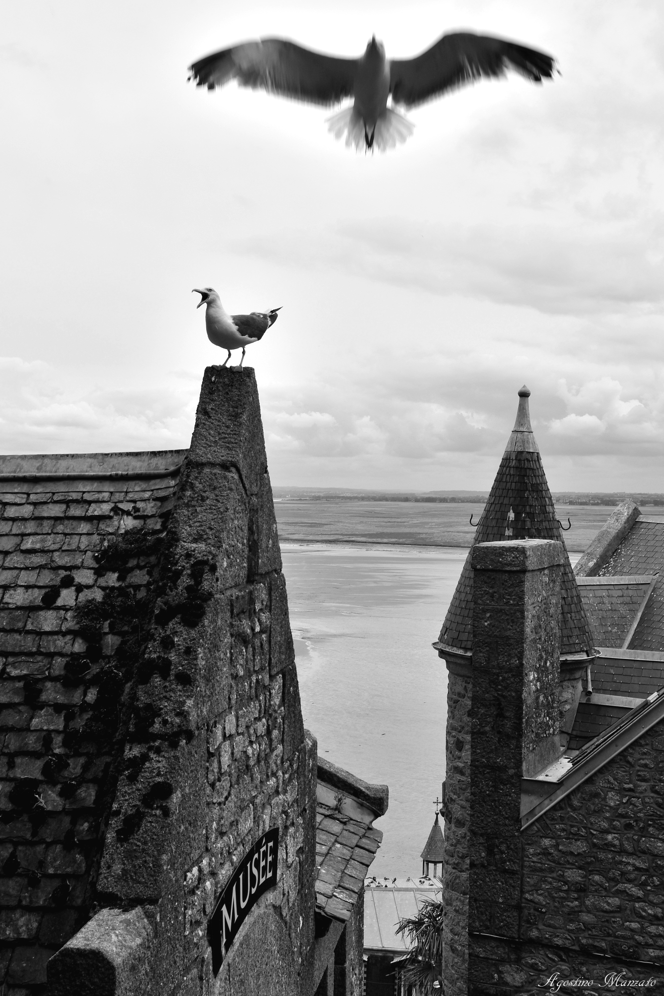 The real masters of Mont Saint Michel!...