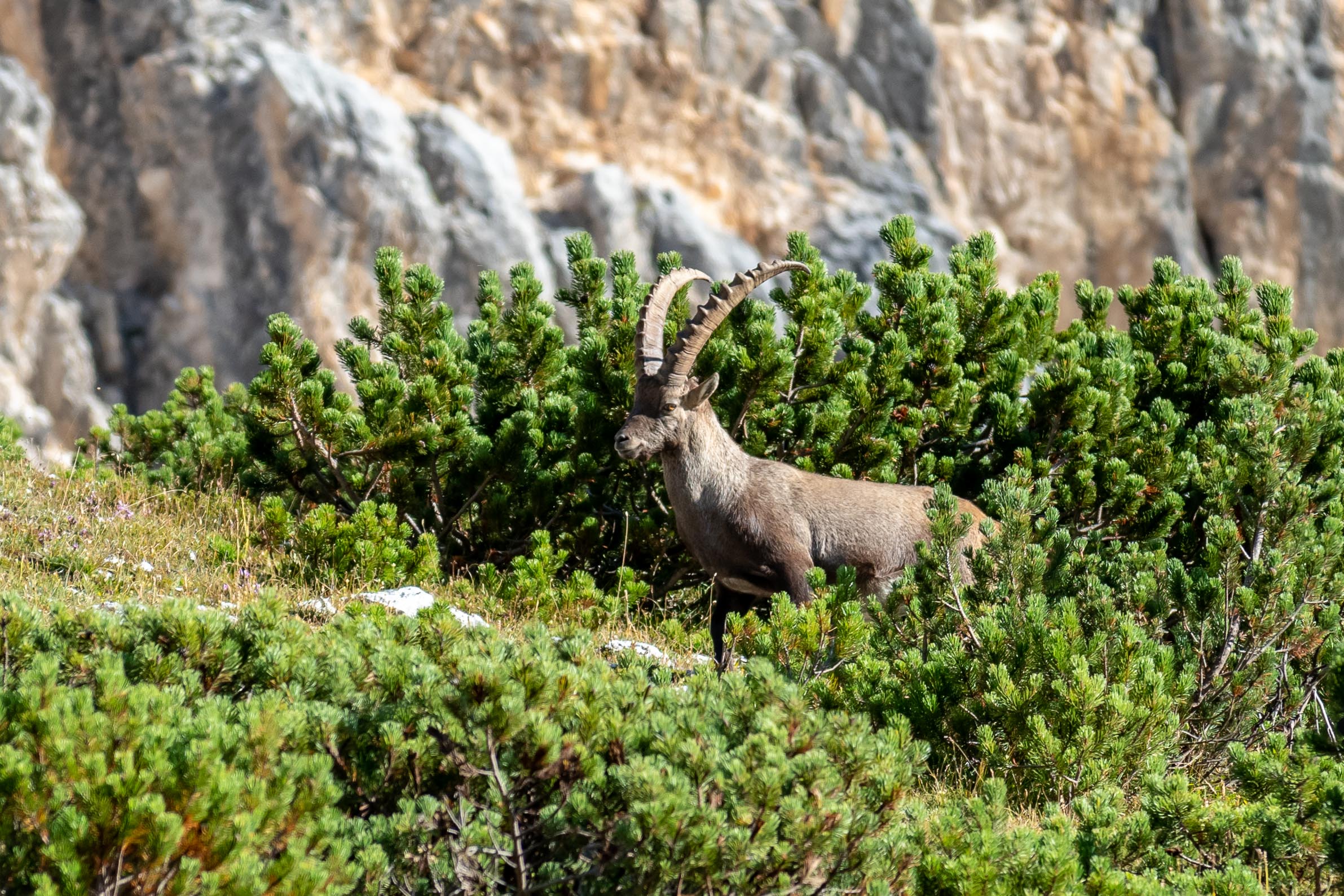 Ibex at the foot of the Antelao...