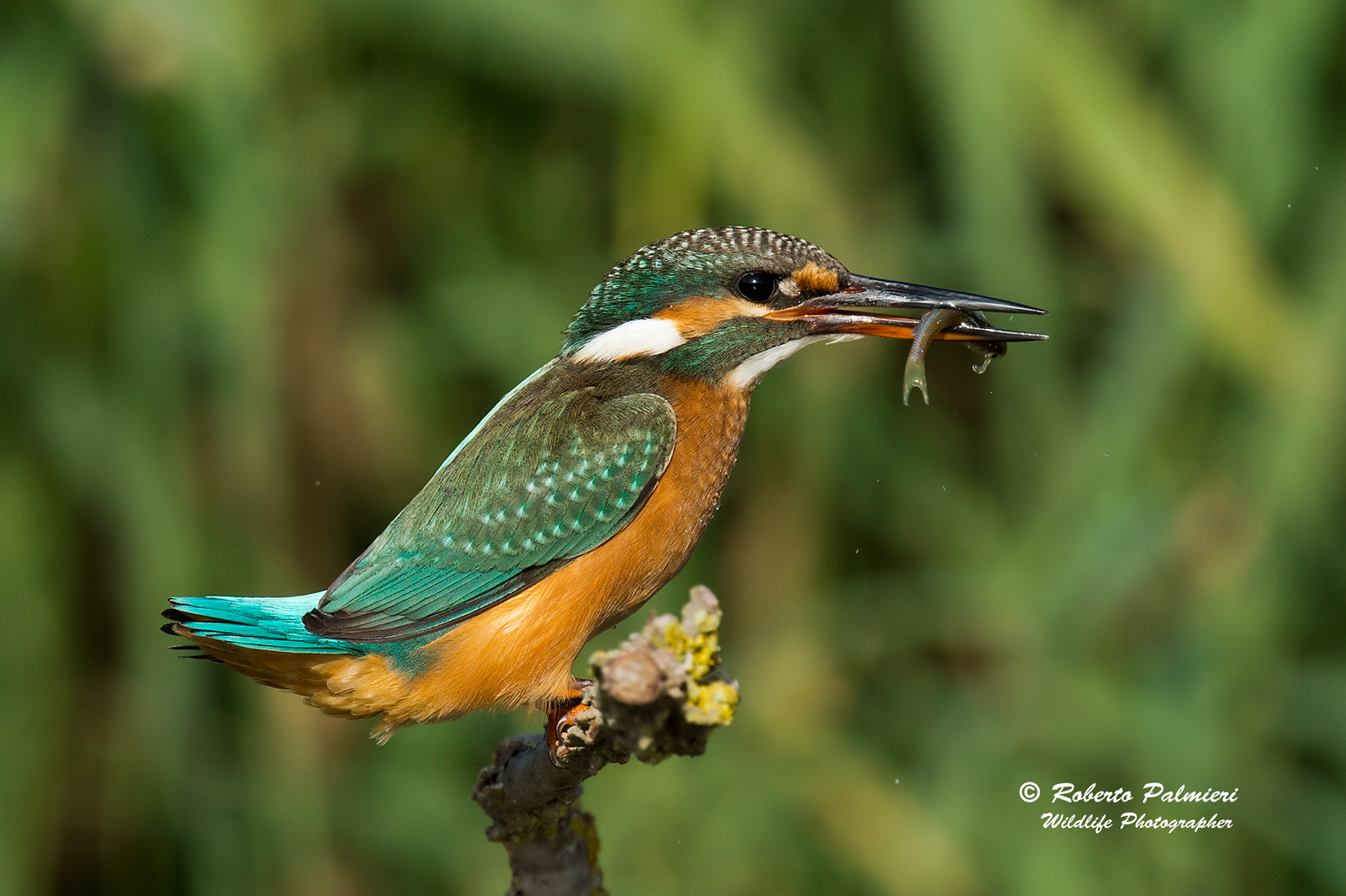 Martin Fisher with minnow (Alcedo Atthis)...