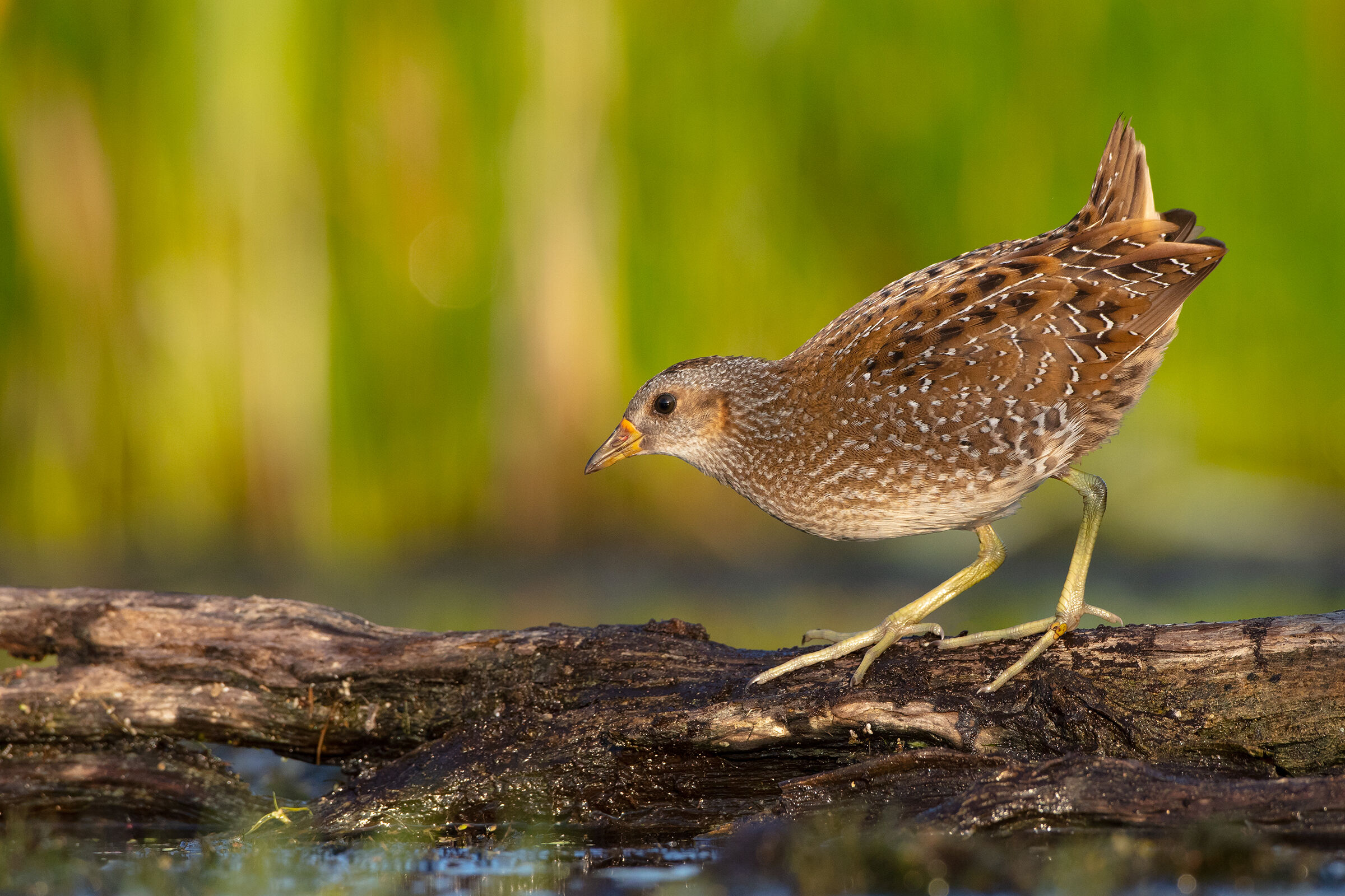Spotted Crake...