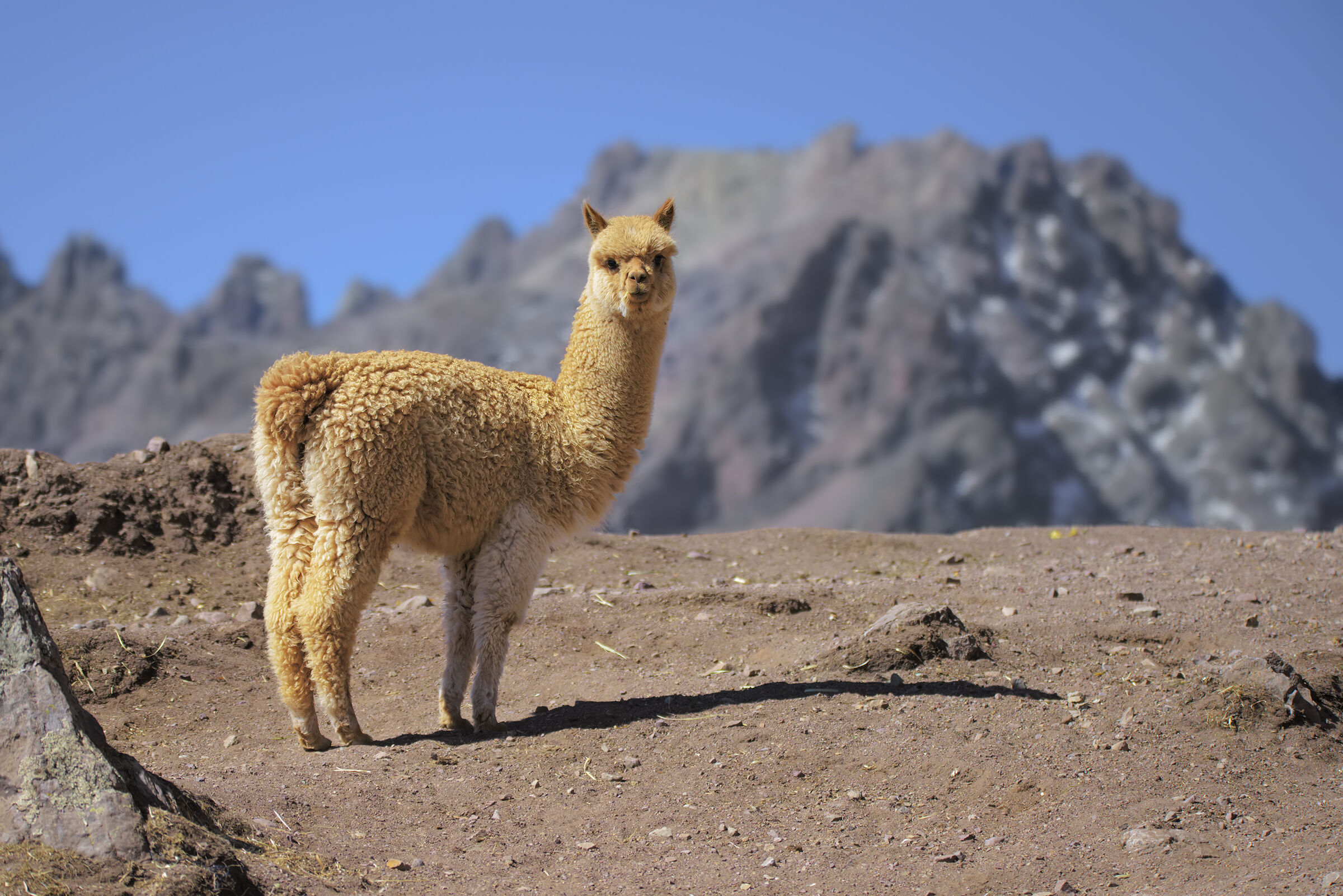 The Alpaca and the Andes...