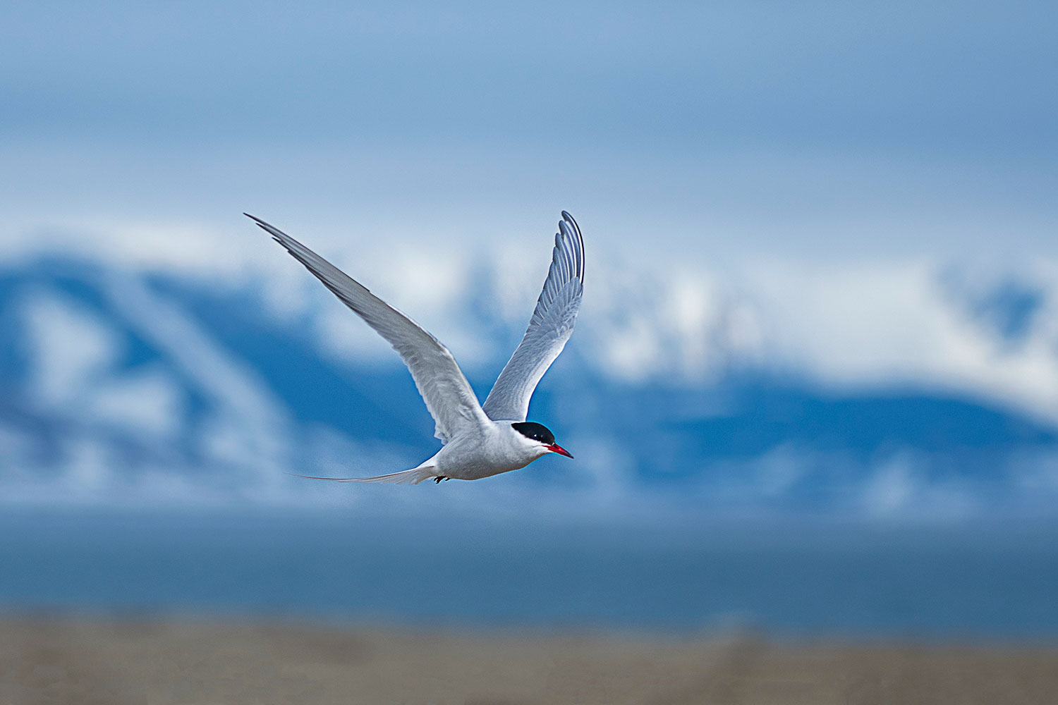 Sterna Artica in volo - Isole Svalbard...