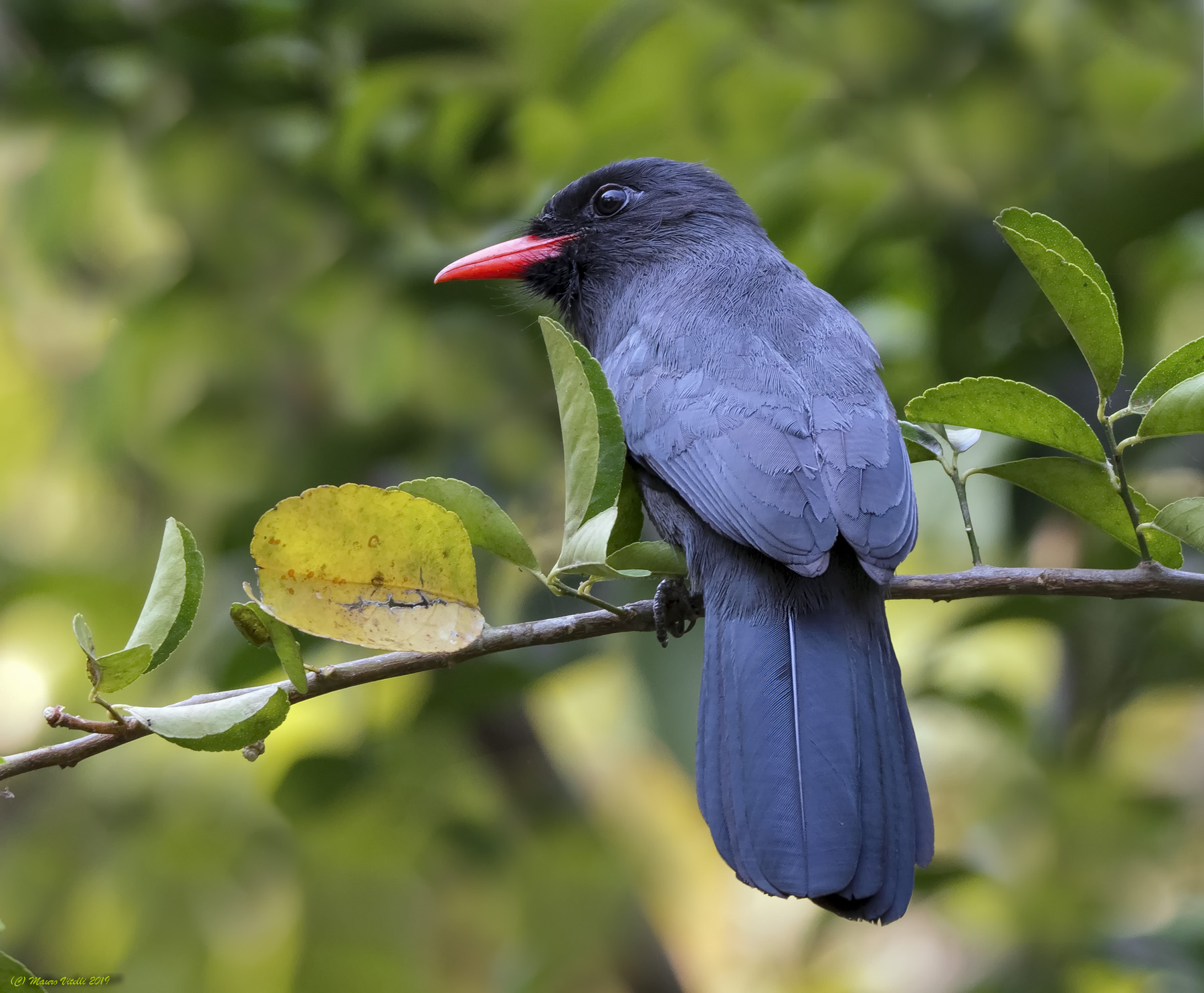 Blak-fronted nunbird (Monasa nigrifrons)...