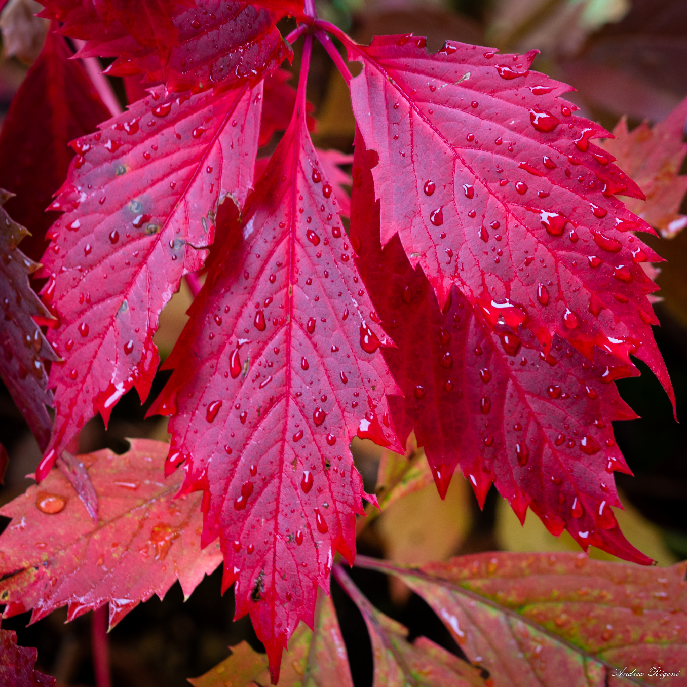 autumn after the rain...