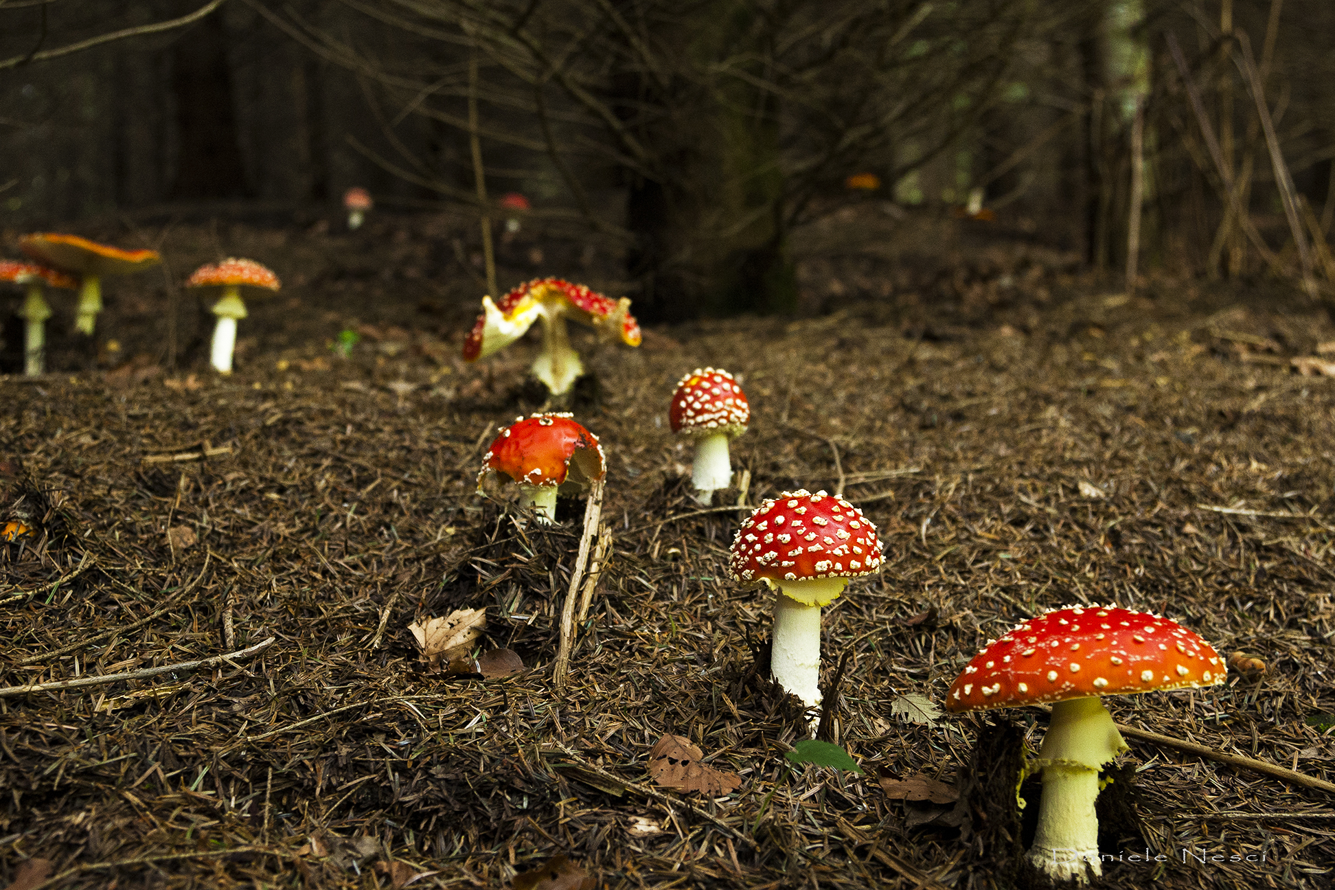 Amanita Muscaria in a group...