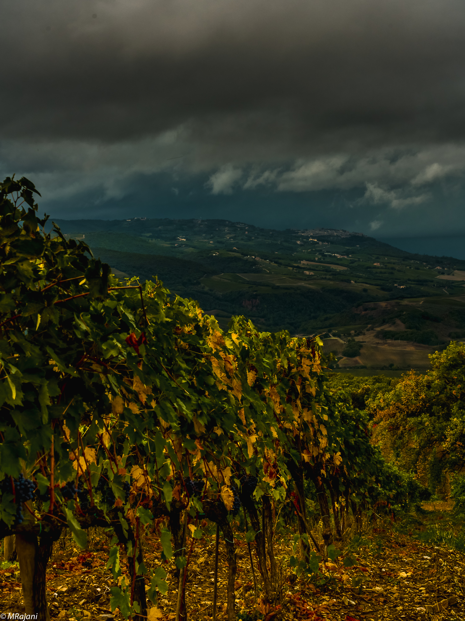 Vineyard Sangiovese Val d'Orcia...