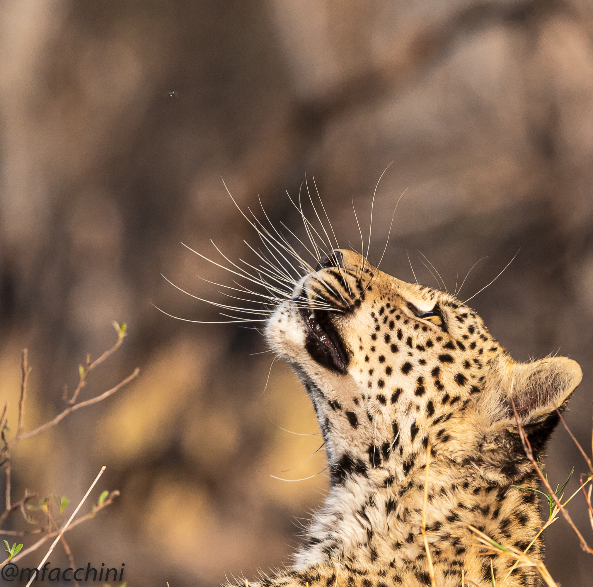 Leopardessa giovane/Panthera pardus...