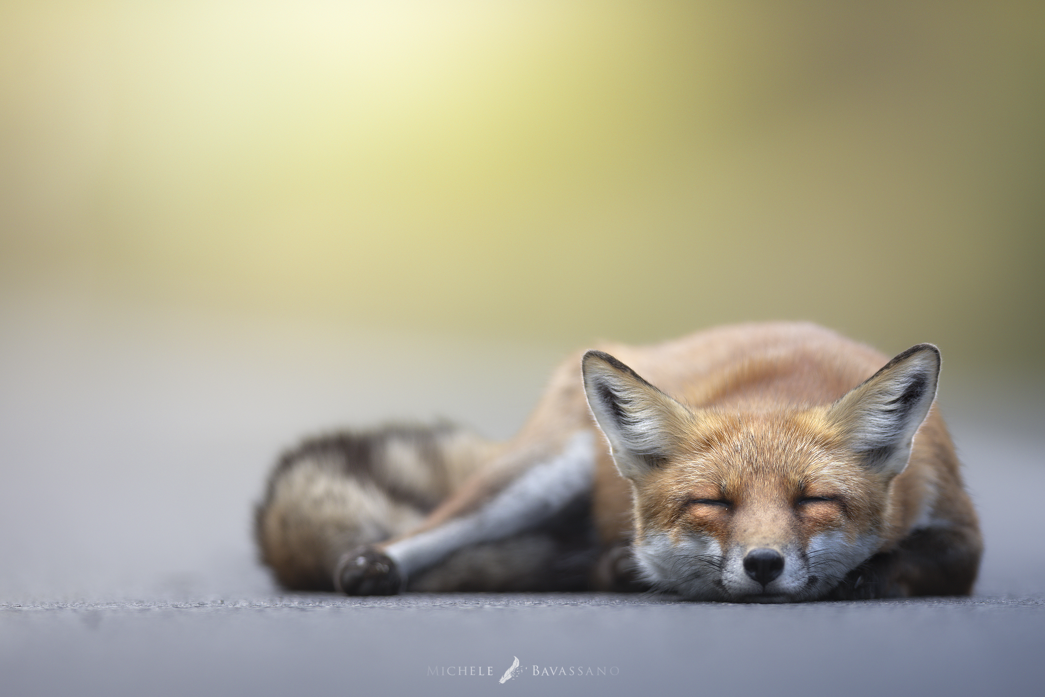 Sleepy Fox...